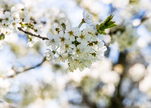 Free Close-up of white cherry blossoms on a branch with a blurred background, symbolizing springtime beauty. Stock Photo