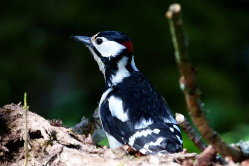 Free Detailed image of a Great Spotted Woodpecker perched in a natural forest setting. Stock Photo