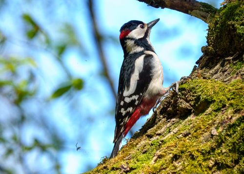 Free Beautiful shot of a great spotted woodpecker perched on a moss-covered tree in spring. Stock Photo