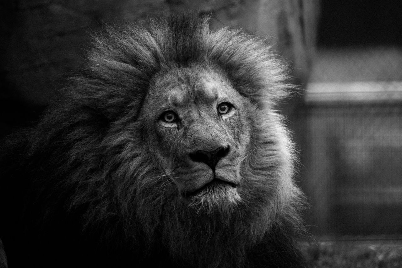 close up black and white portrait of a majestic lion with an intense g
