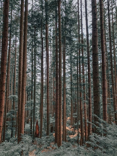 Základová fotografie zdarma na téma jedle, jehličnany, jehličnatý