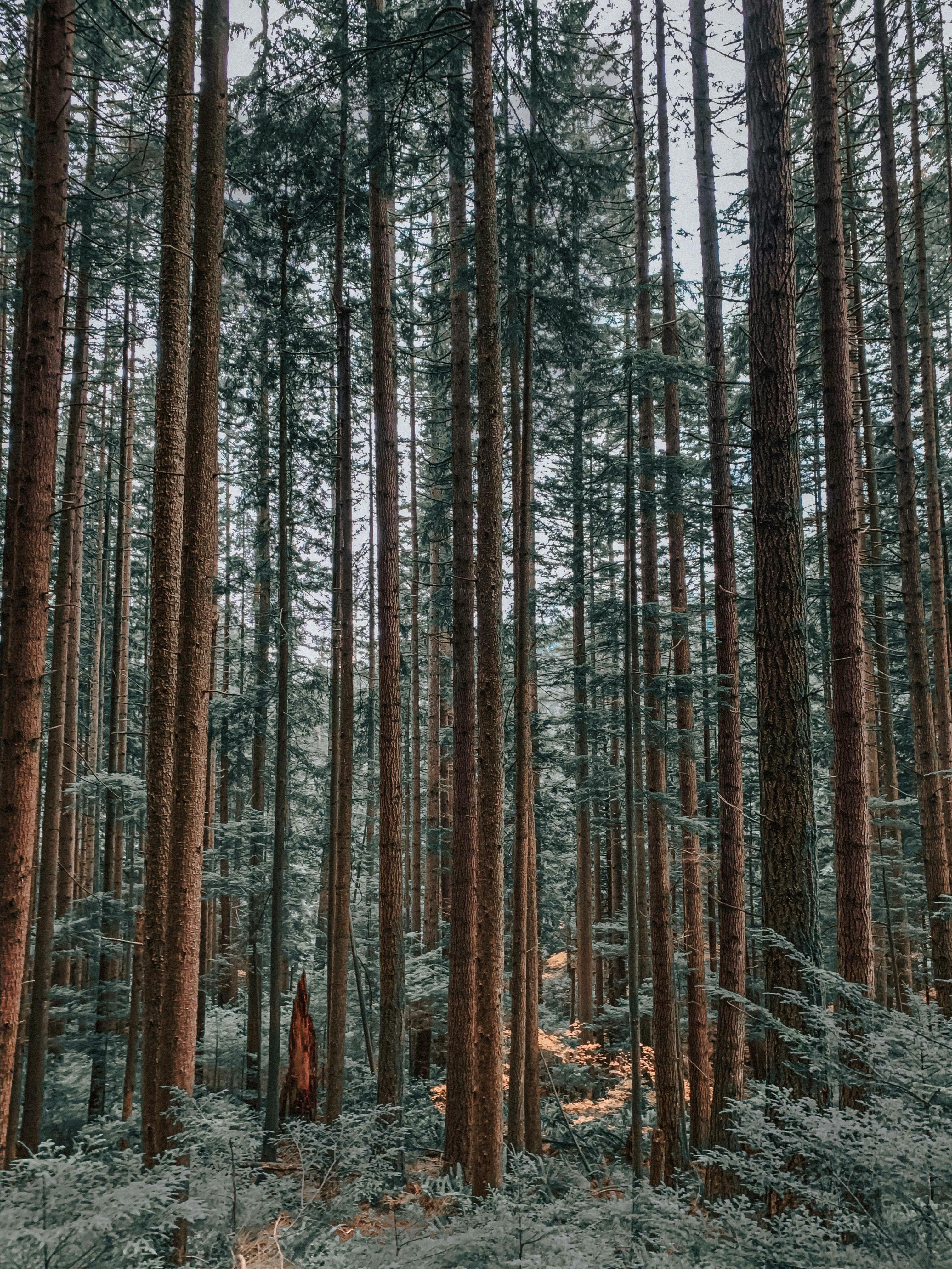 Photo of Spruce-fir Forest · Free Stock Photo