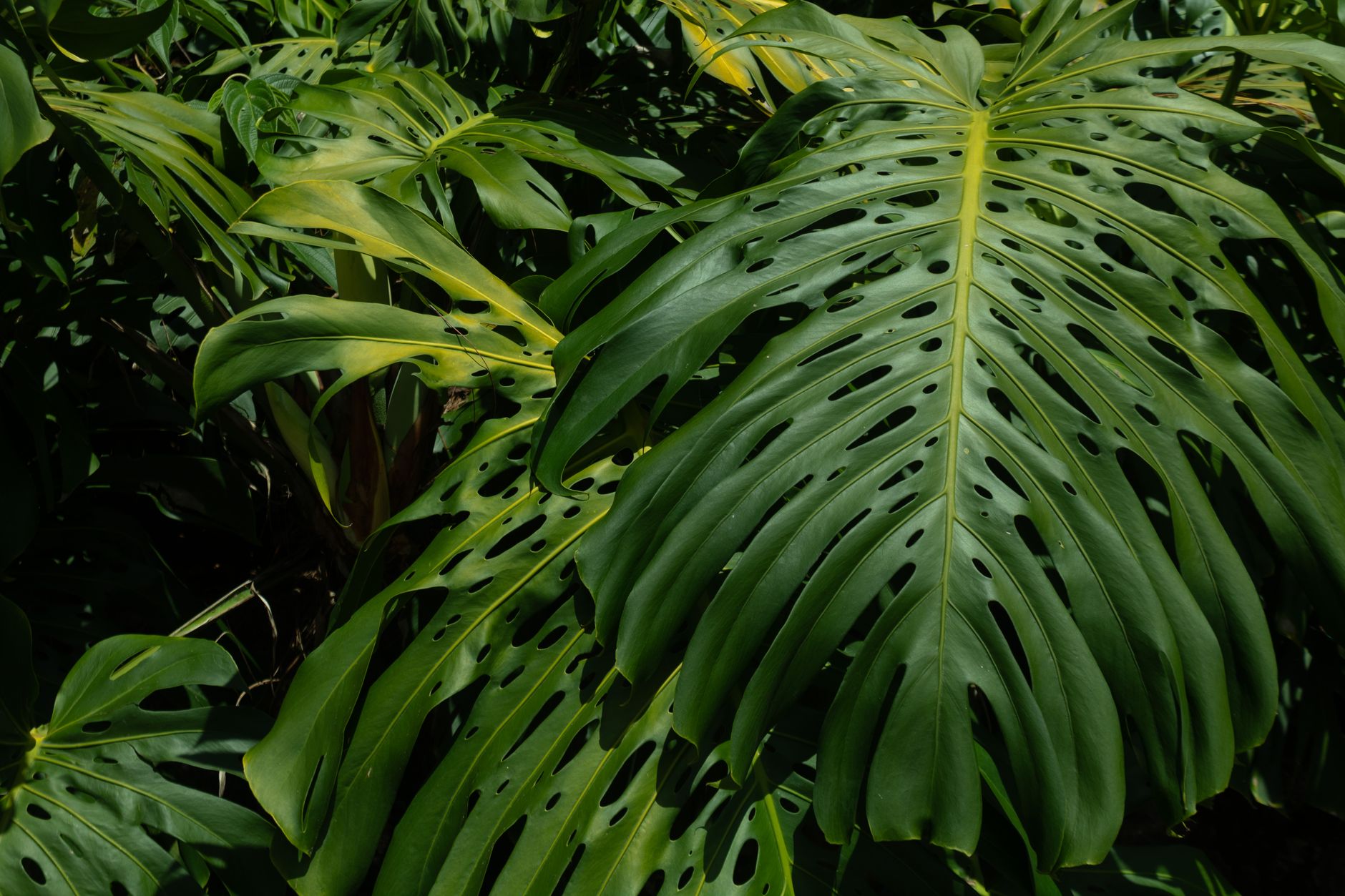 Dense foliage of Monstera leaves in a tropical setting, showcasing nature's beauty in Colombia.. pexels, dense, foliage