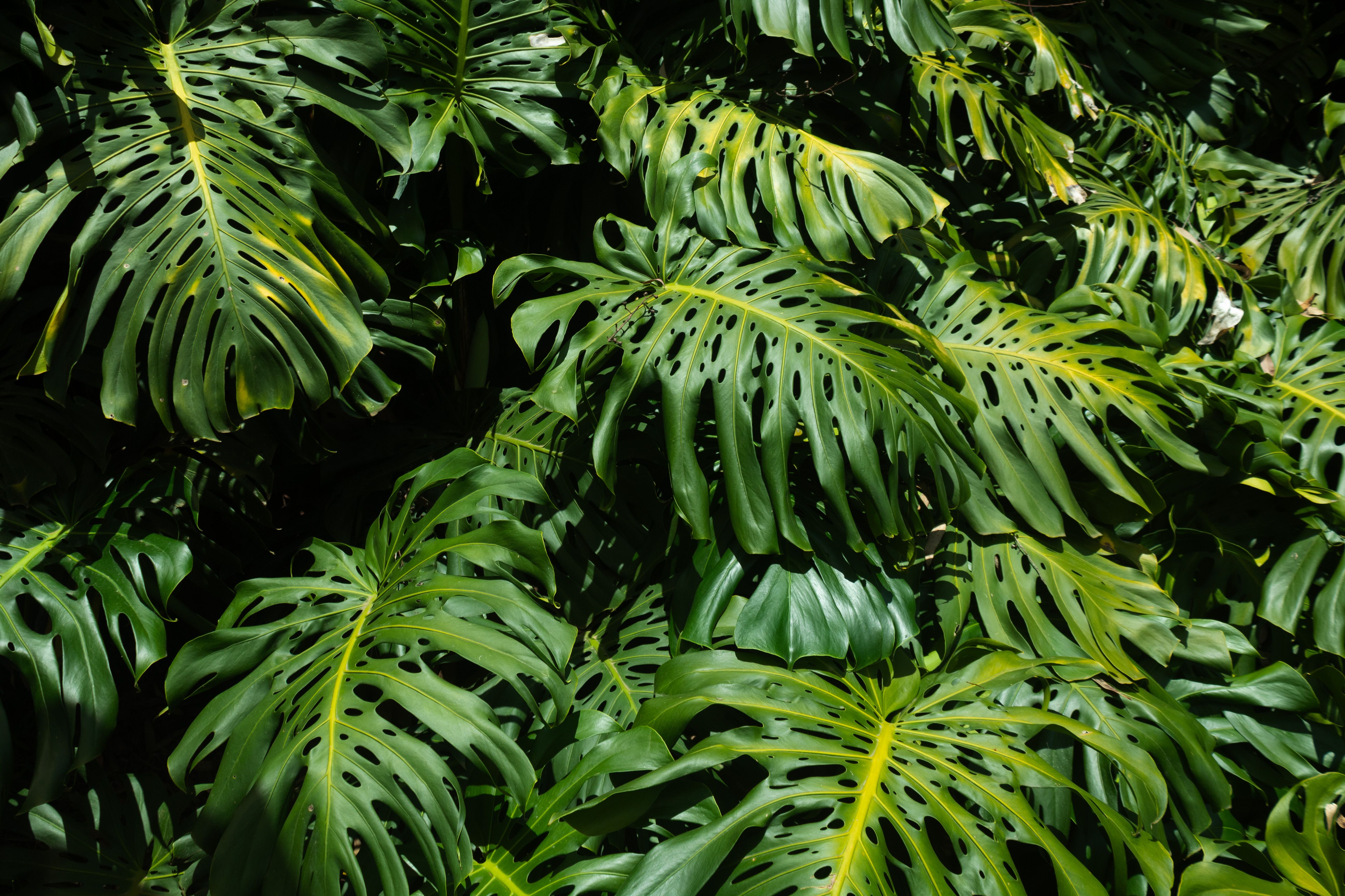 A Gardening Guide to Large-Leaf Plants — Photo by David Correa Franco on Pexels