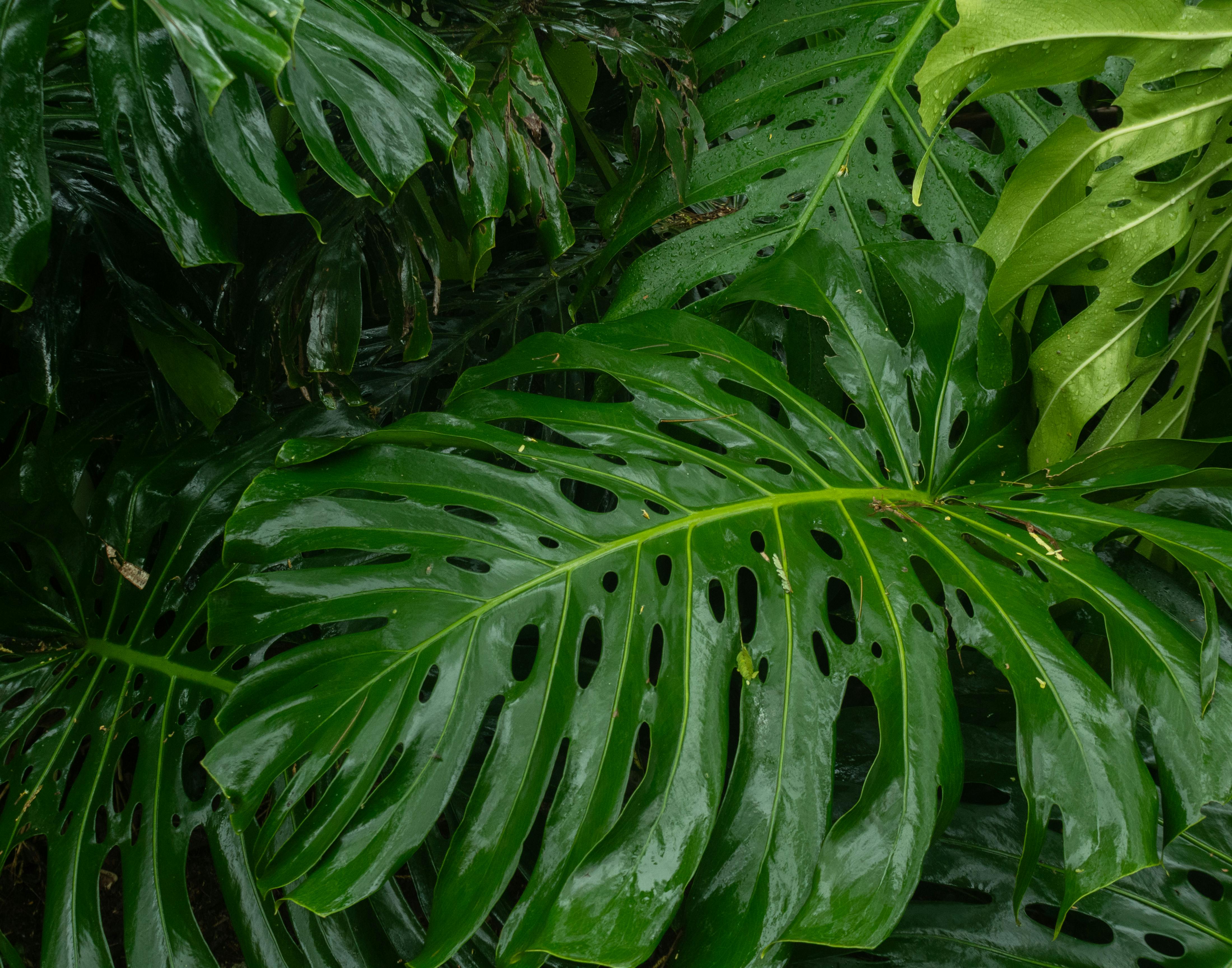 生活的風景：樹苗與草的微妙差異