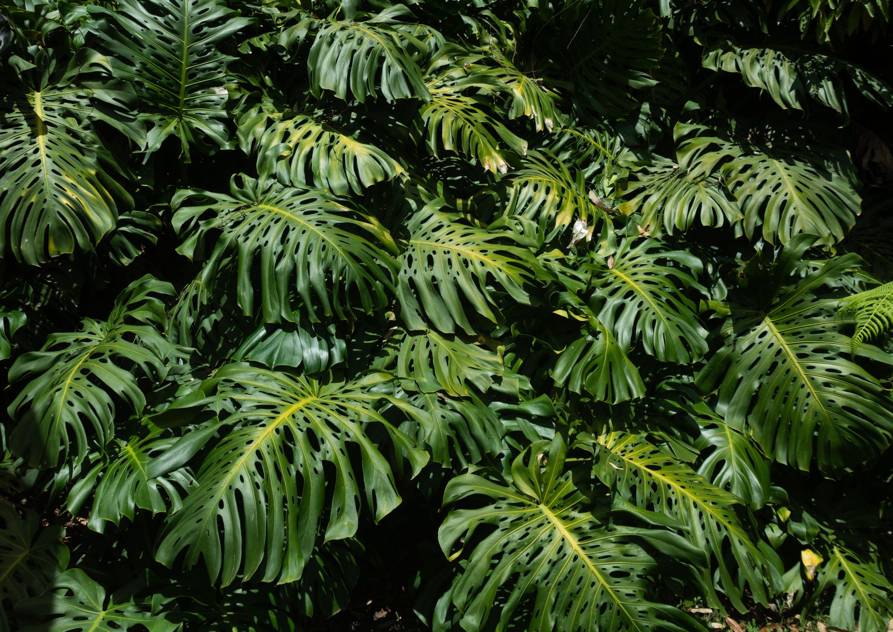 Exuberantes Hojas De Monstera En La Selva Colombiana