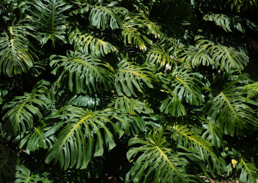 Lush Monstera Leaves in Colombian Jungle  Free Stock Photo