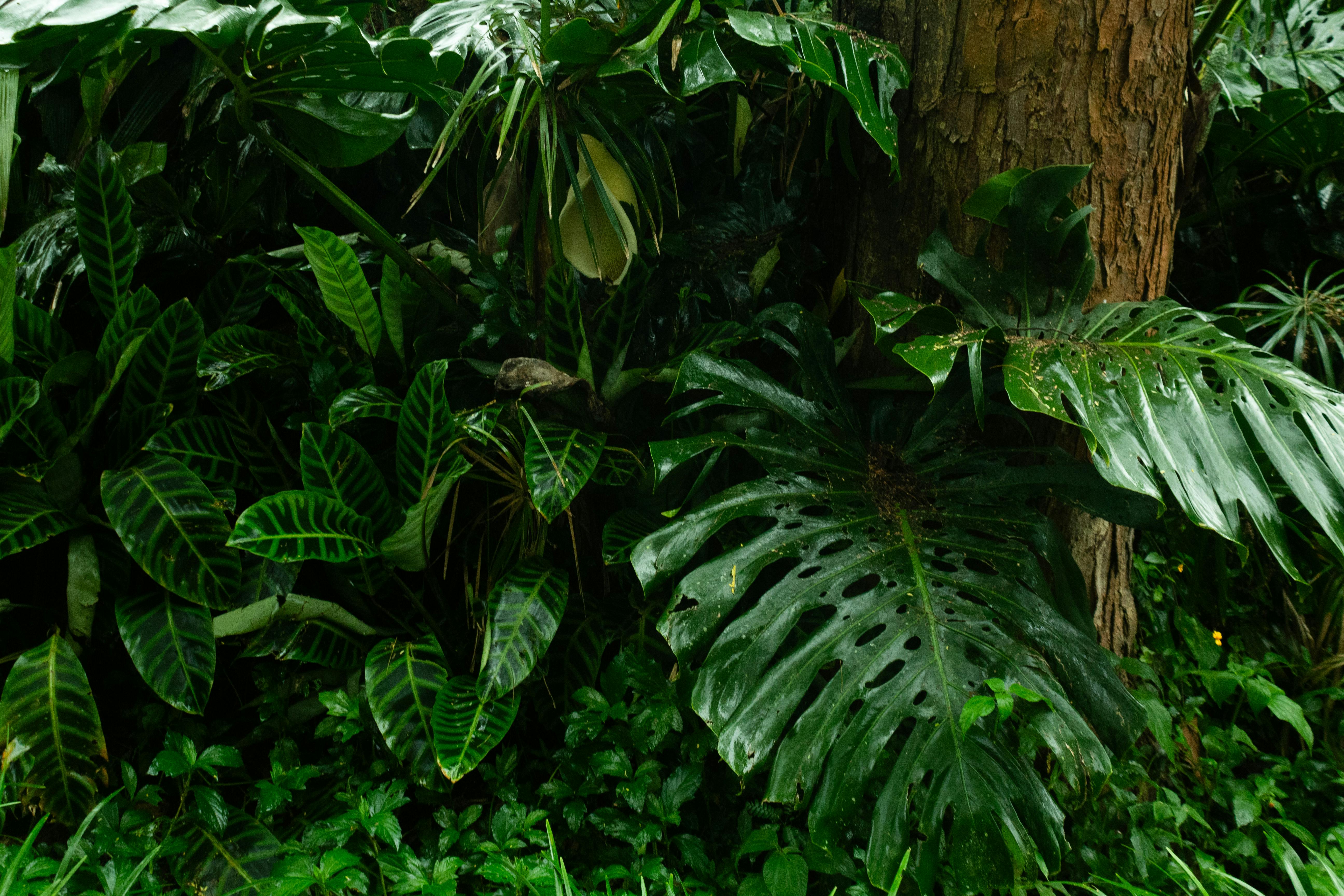 生活的風景：樹苗與草的微妙差異