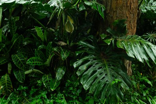 Free Close-up of vibrant tropical leaves in Colombia's rainforest, showcasing rich biodiversity. Stock Photo