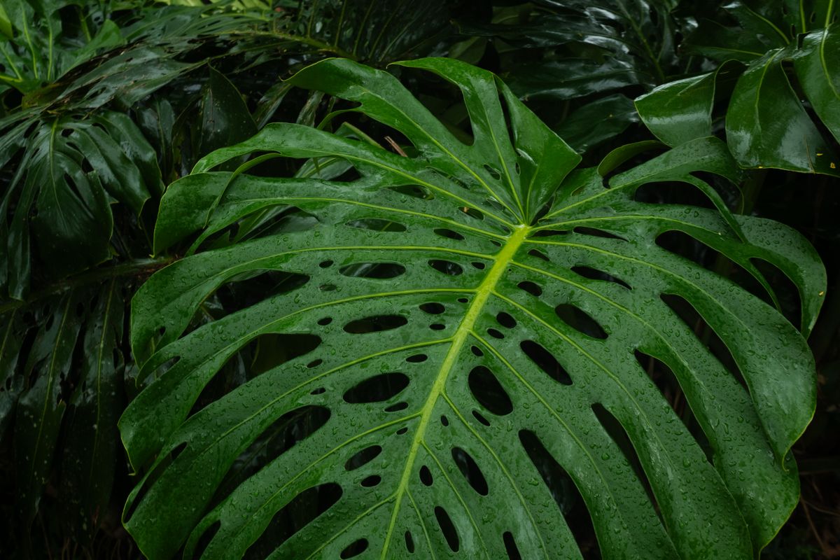 Exuberante vegetación de la selva
