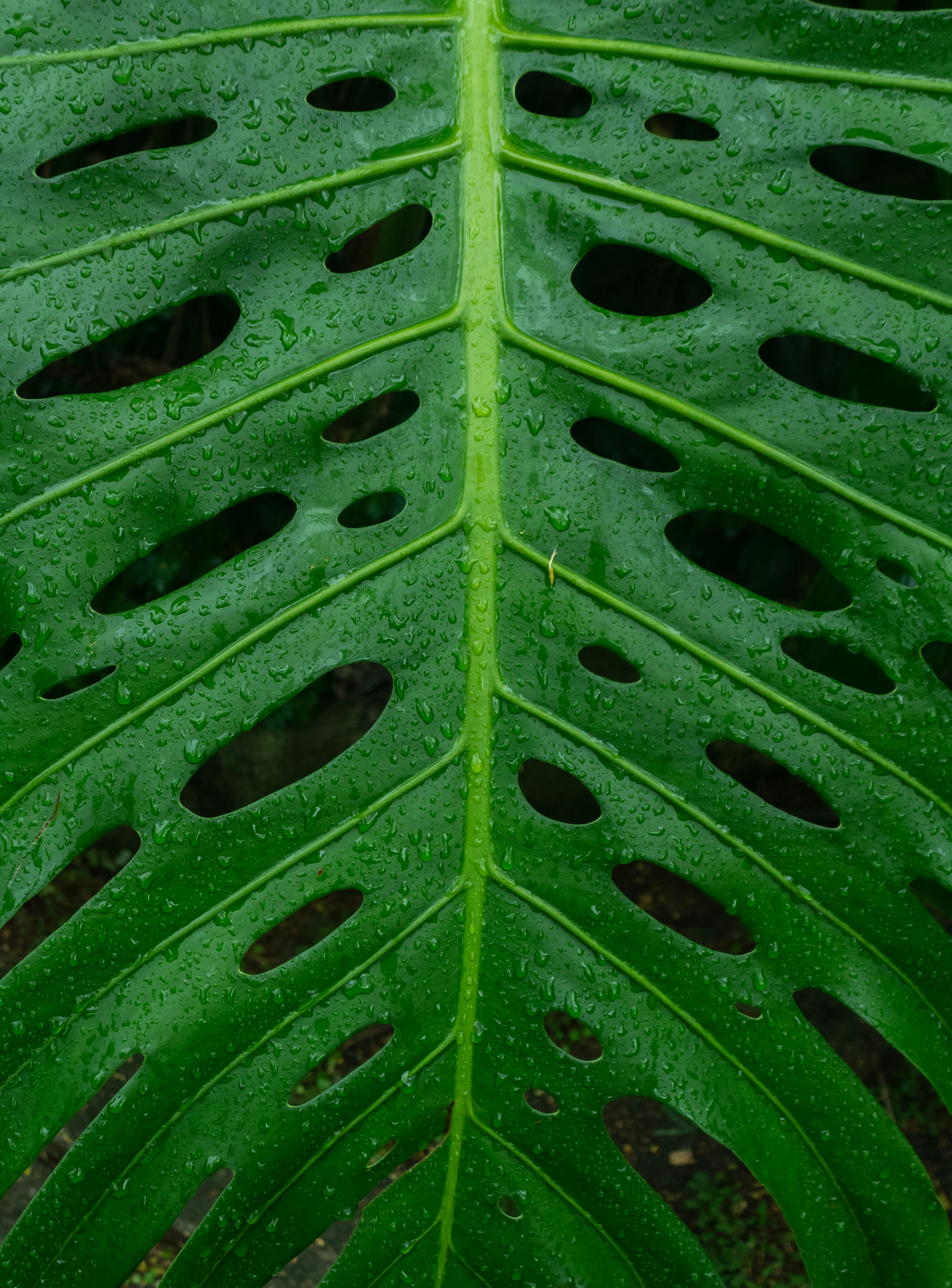 Diagnosing and Fixing Crispy Brown Leaf Edges on Indoor Plants: Beyond Underwatering for Healthier Houseplant Foliage