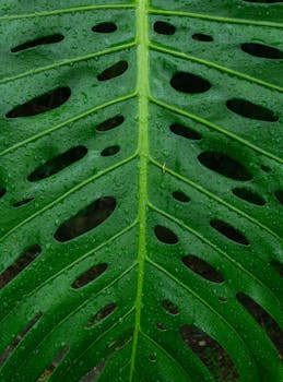 Image by David Correa Franco