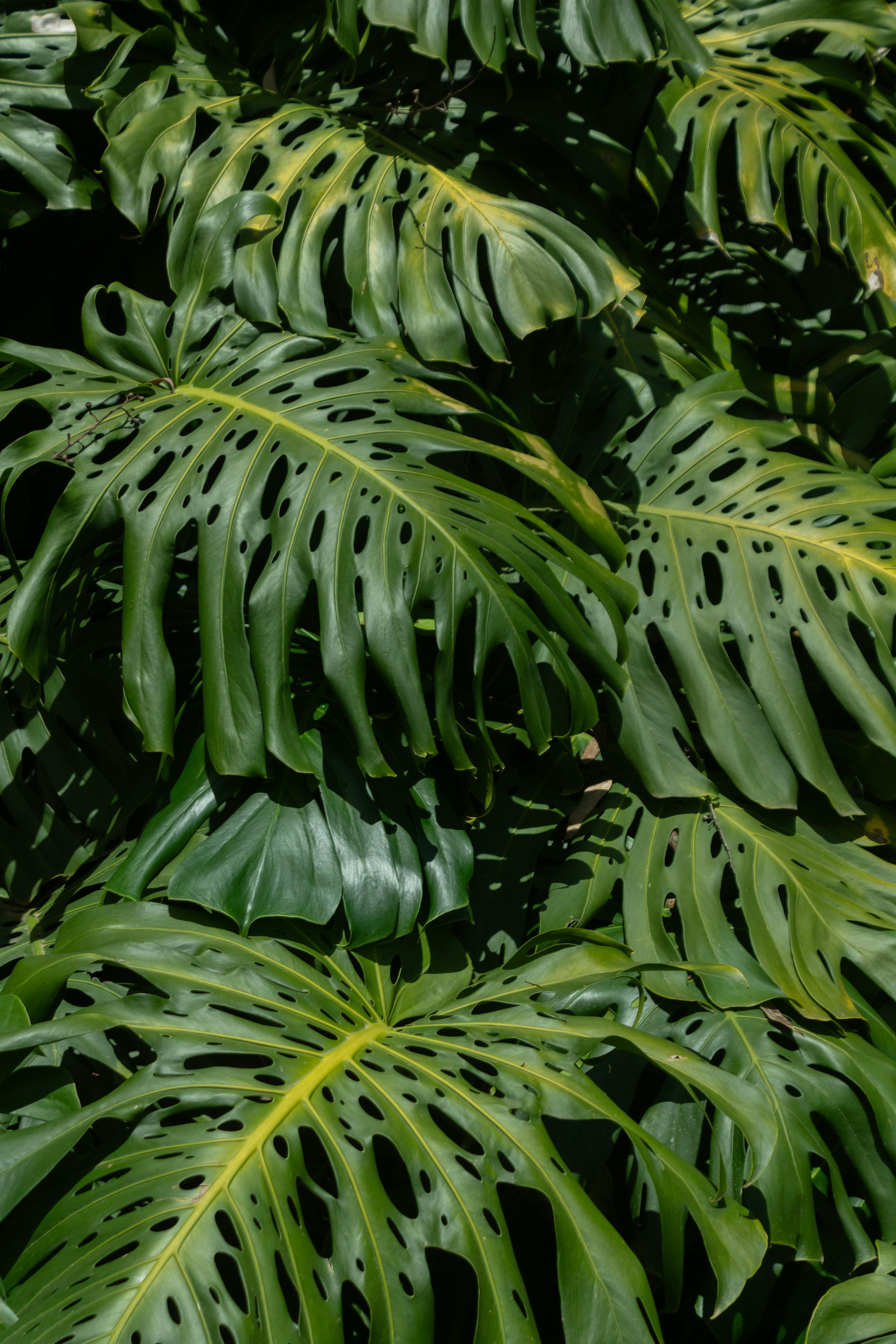 Vibrant green monstera deliciosa leaves in Colombia's lush outdoors, showcasing nature's beauty.