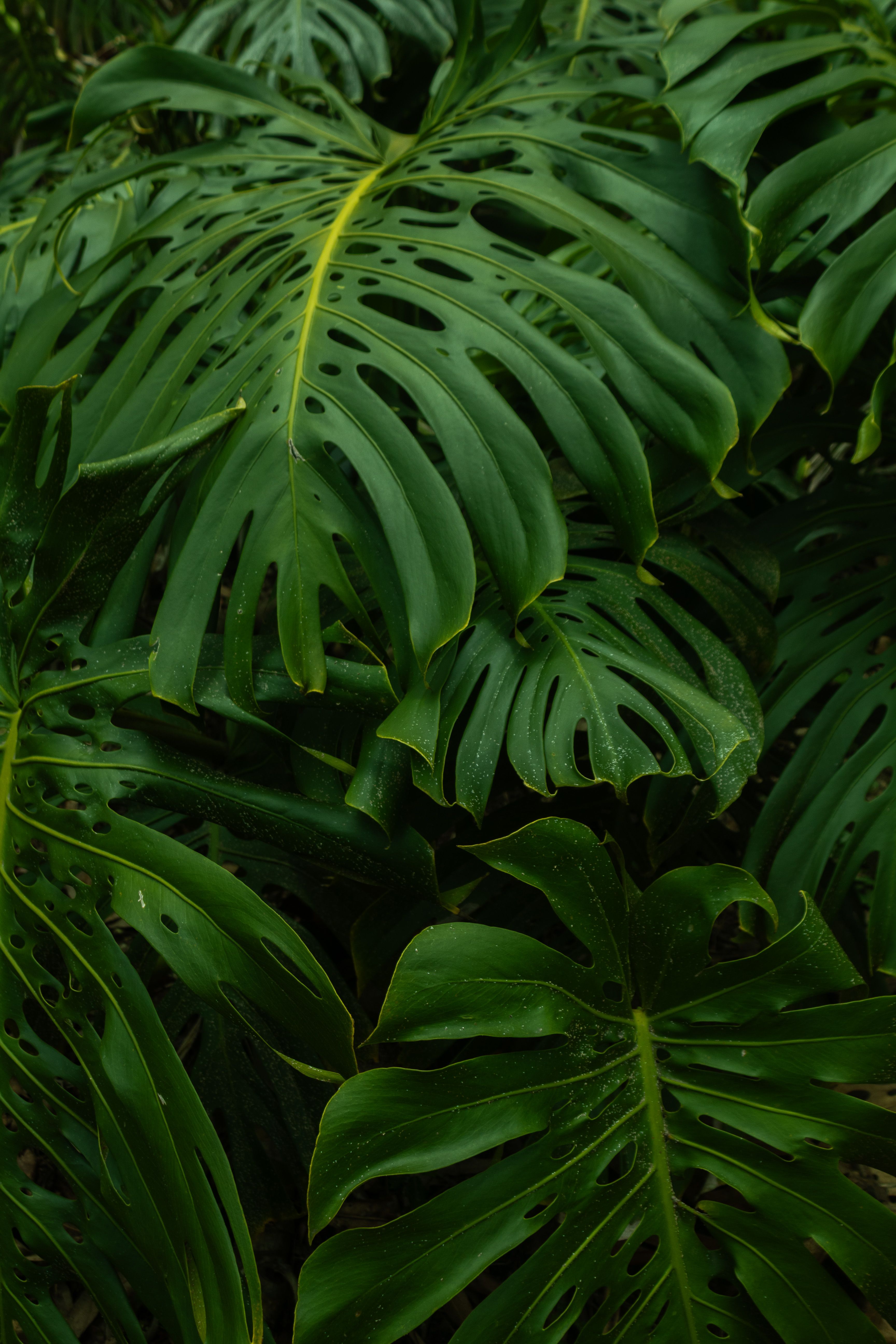 Vibrant green Monstera leaves thriving in Colombia's tropical jungle.. vibrant, green, monstera