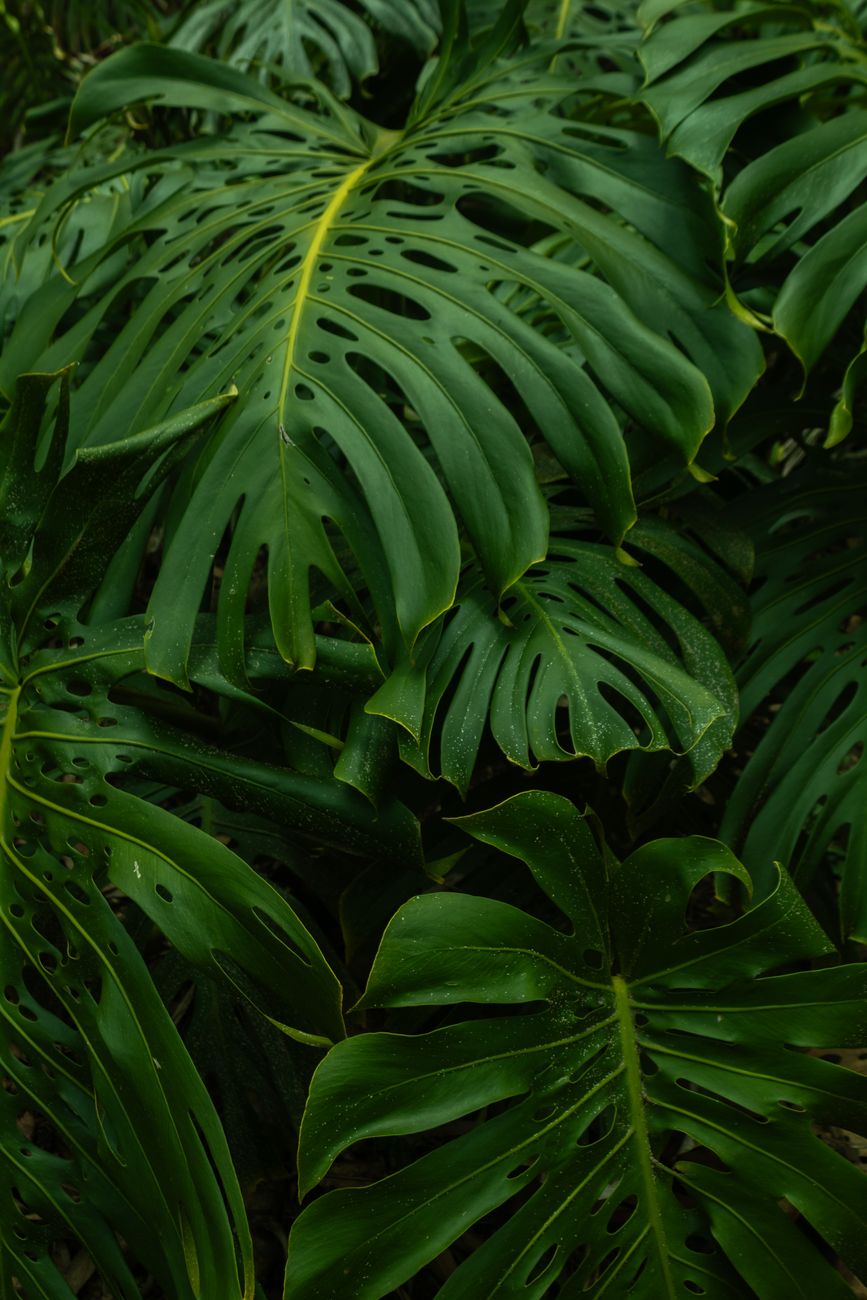 Vibrant green Monstera leaves thriving in Colombia's tropical jungle.. vibrant, green, monstera