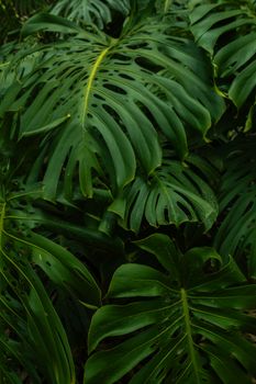 Vibrant green Monstera leaves thriving in Colombia's tropical jungle.. vibrant, green, monstera