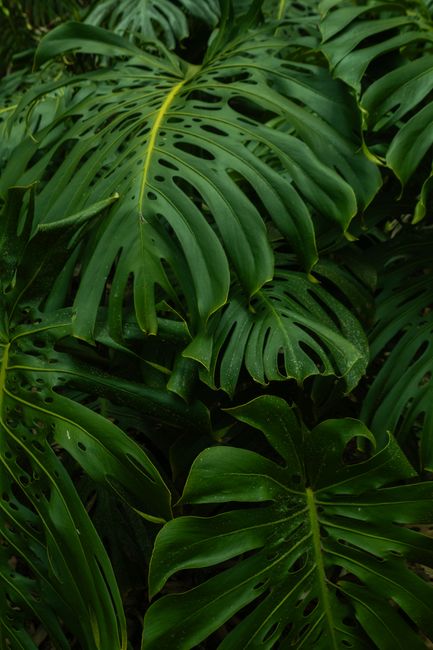 Fotomural Hojas verdes vibrantes de Monstera floreciendo en la selva tropical de Colombia.