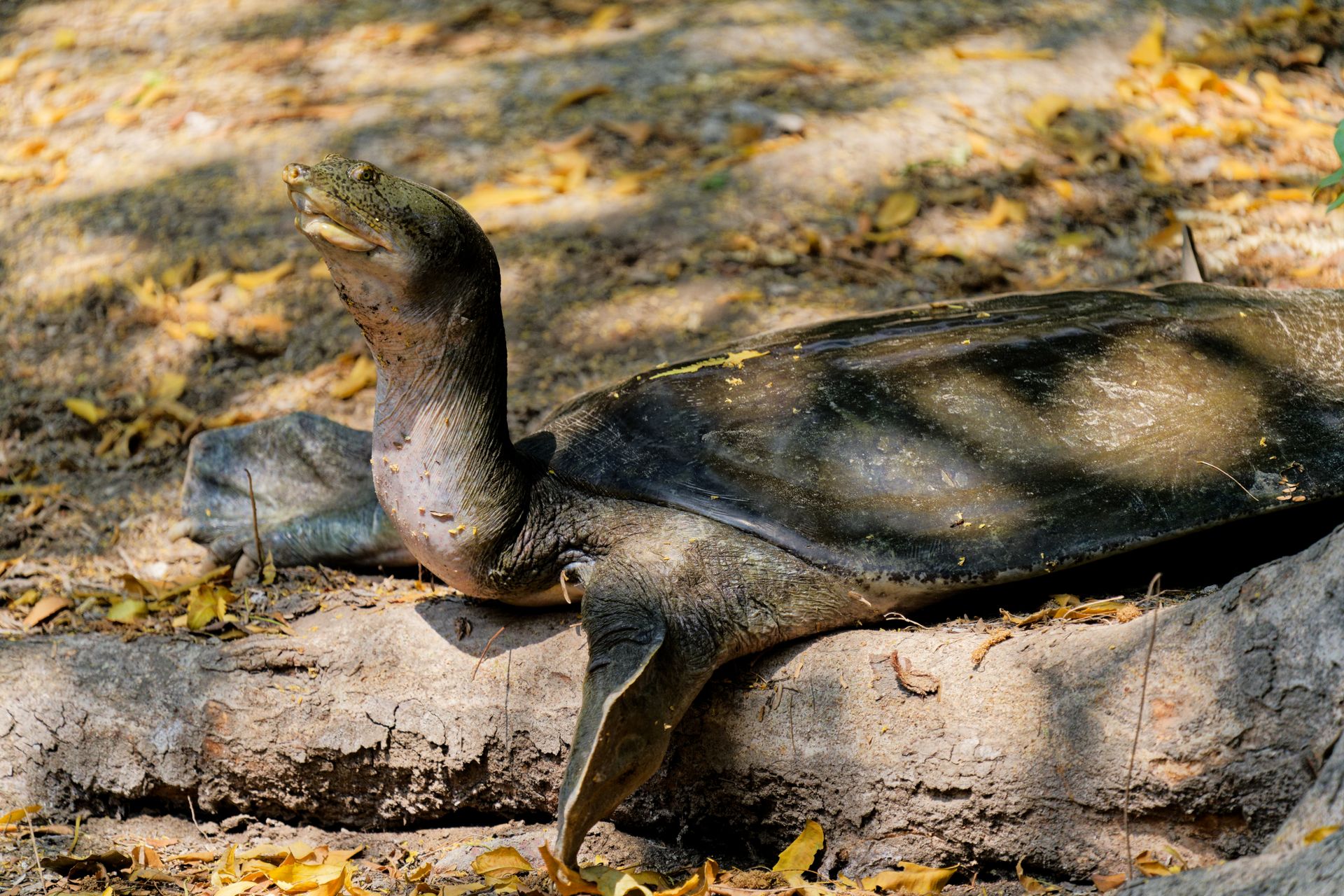 Indian flapshell turtle basking in sunlight at New Delhi park, showcasing natural habitat.