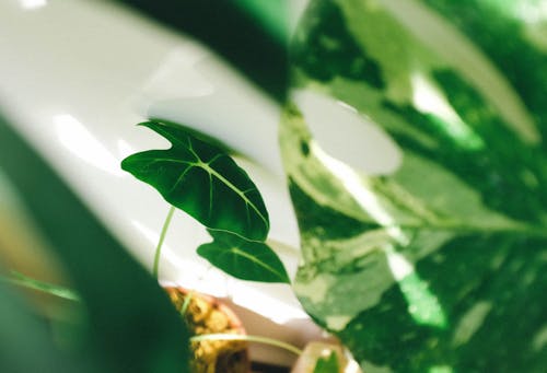 Selective Focus Photo of Green-Leafed Plant