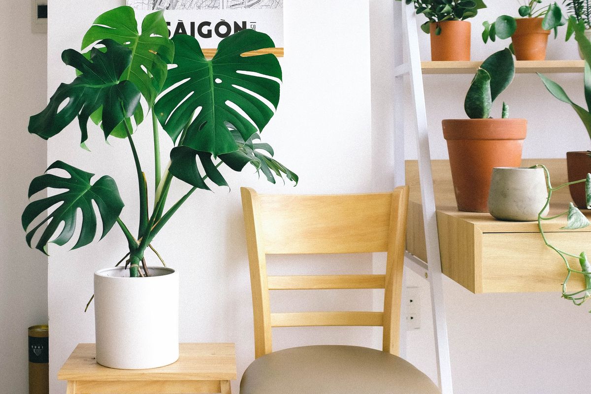 10 plantes d'intérieur increvables - Les règles d'entretien qui évitent la plupart des erreurs