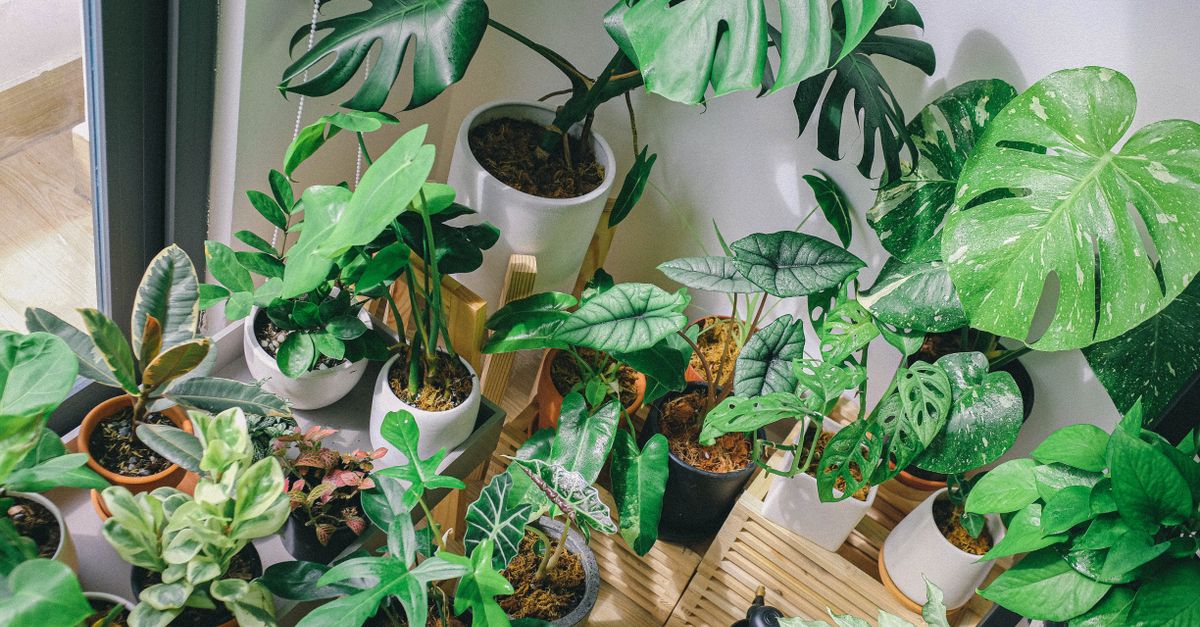 The Hidden Cost of Buying Too Many Houseplants That Nobody Talks About (And How to Cultivate a Thriving Indoor Jungle Responsibly)