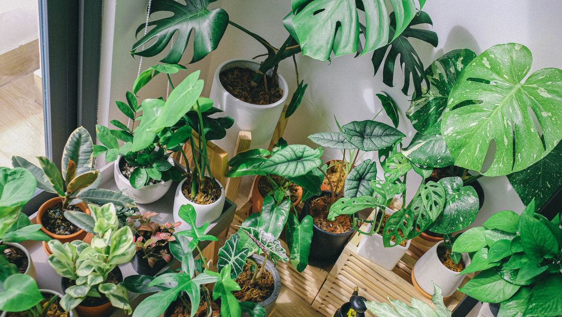 Urban Jungle sfeerbeeld