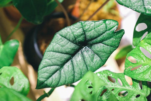 Green Leafy Plant in Black Pot