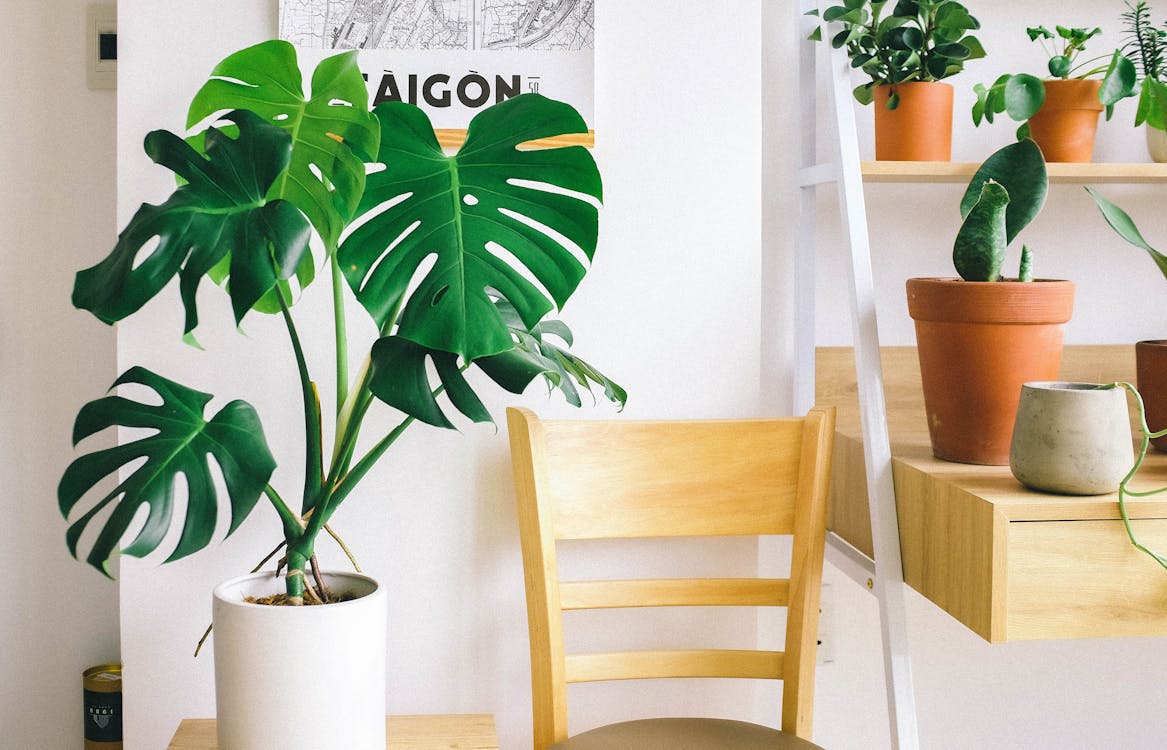 Beautiful monstera in Scandinavian style home