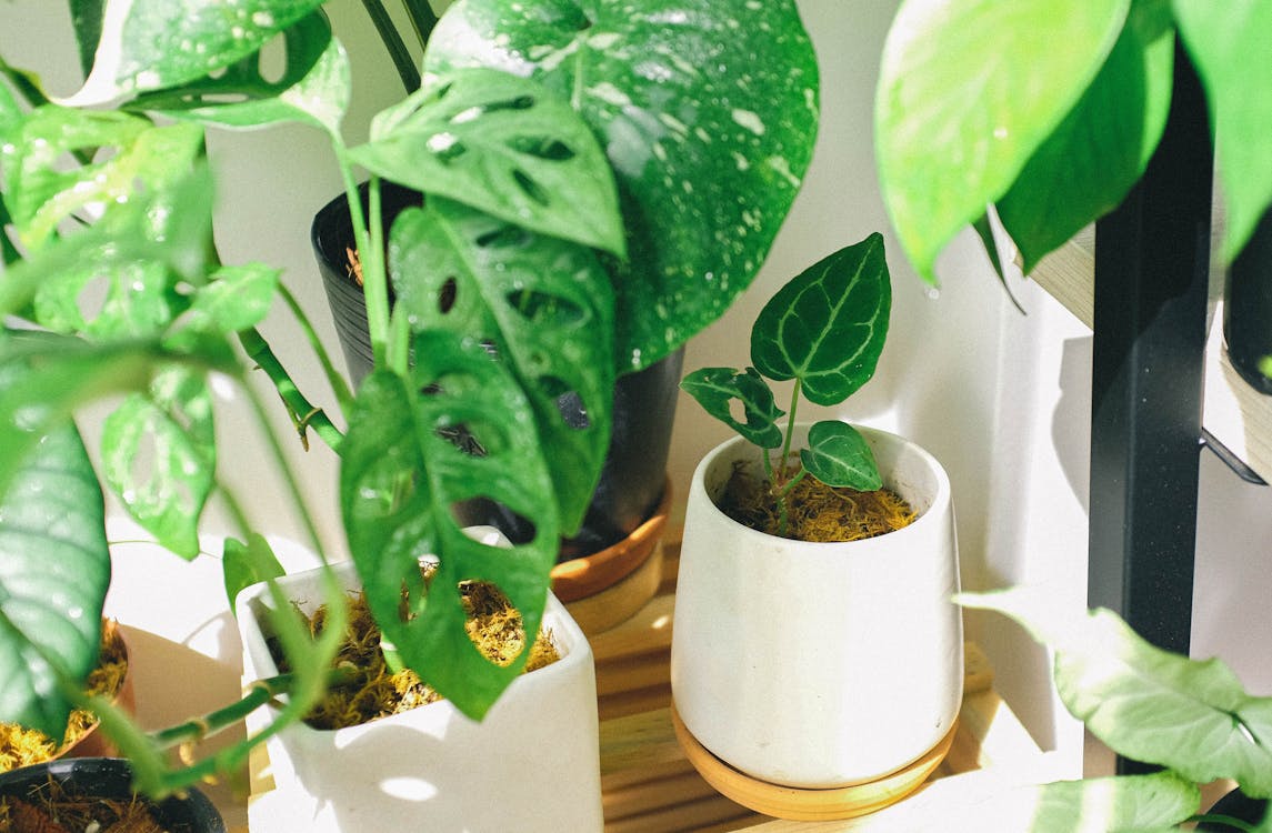 5 Simple Ideas for a Low-Maintenance Indoor Garden