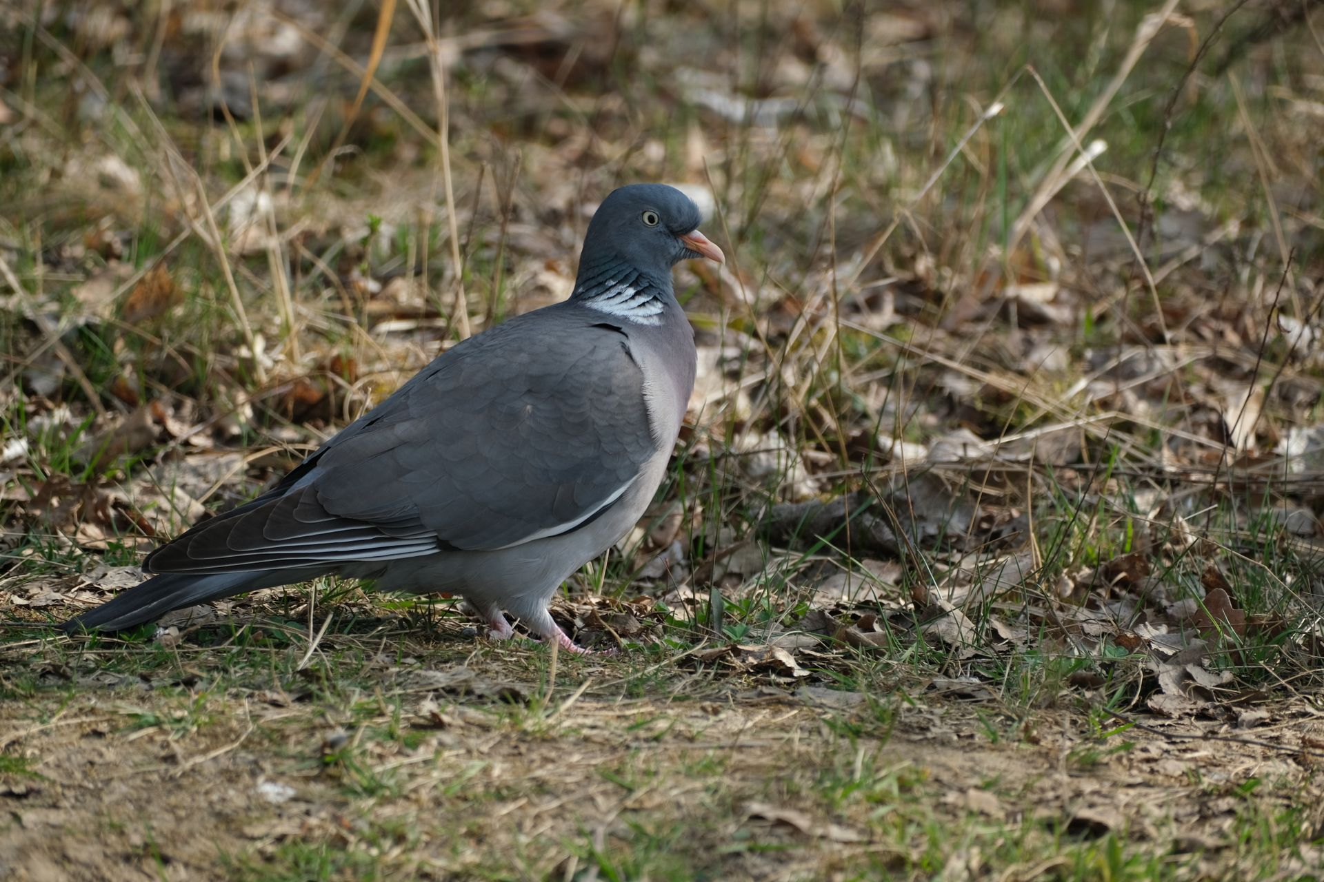 A wood pigeon (Columba palumbus) standing on a grassy forest floor in the wild.