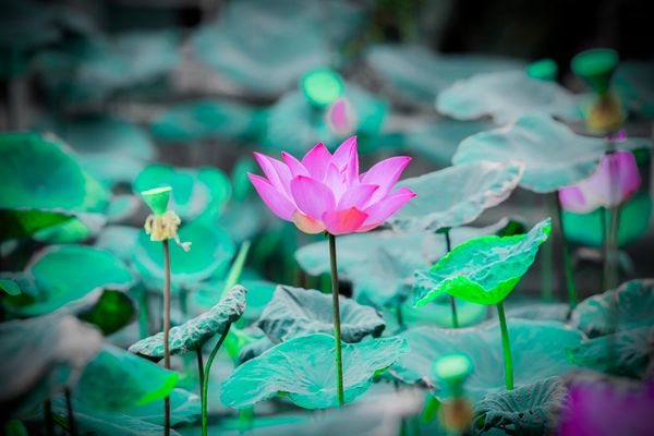 蓮の花