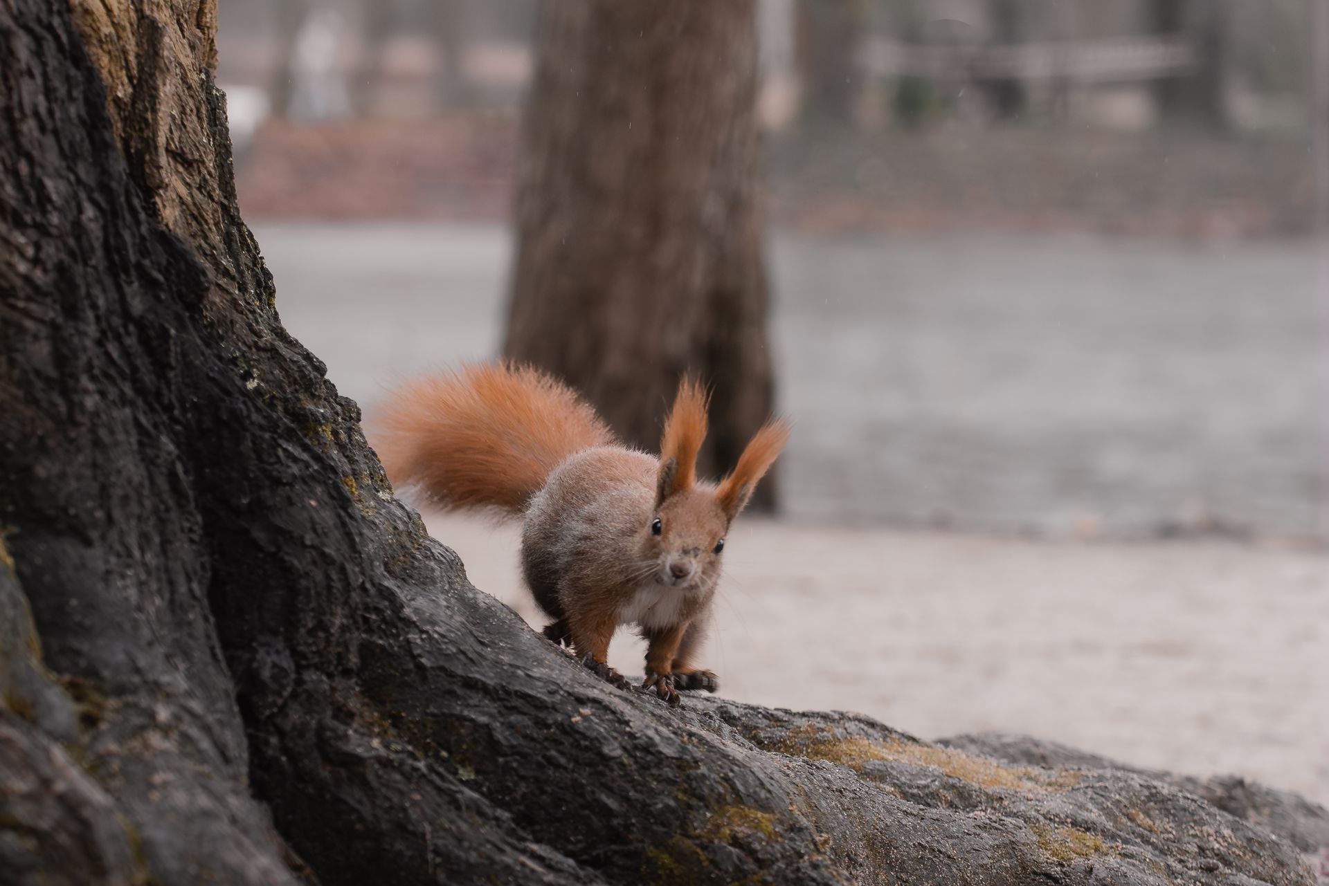 Curious red squirrel foraging by a tree in a tranquil woodland area.