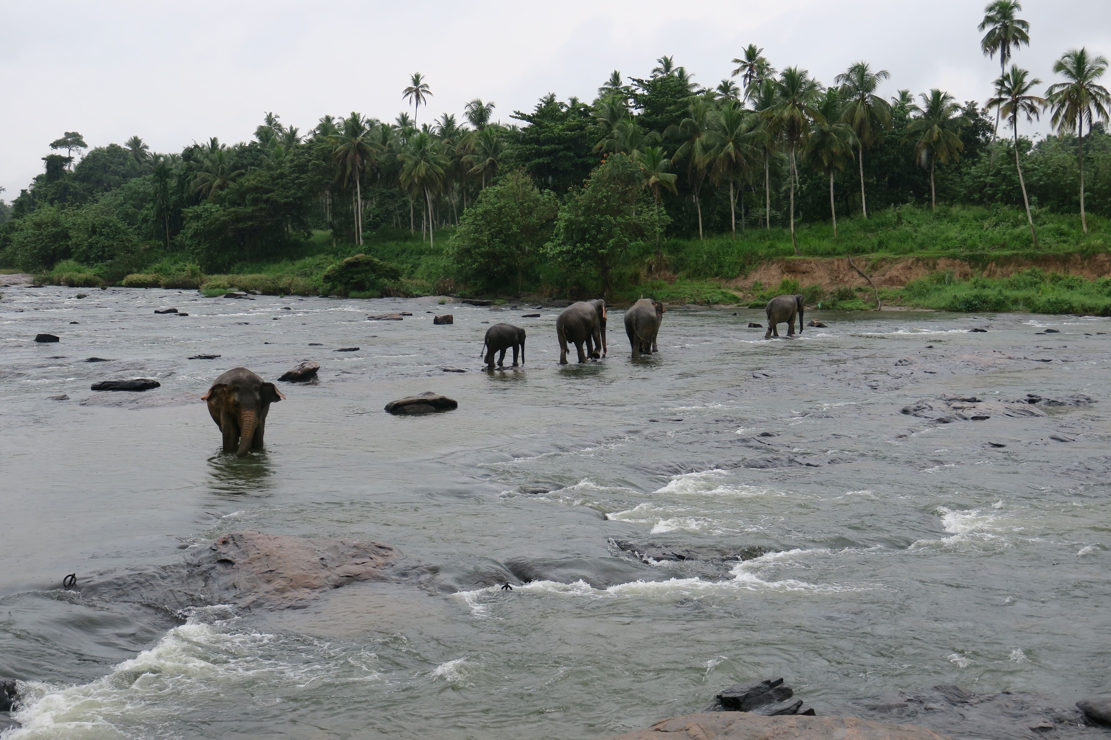 Elephant Rock Sri Lanka: Location, Access & What to Expect