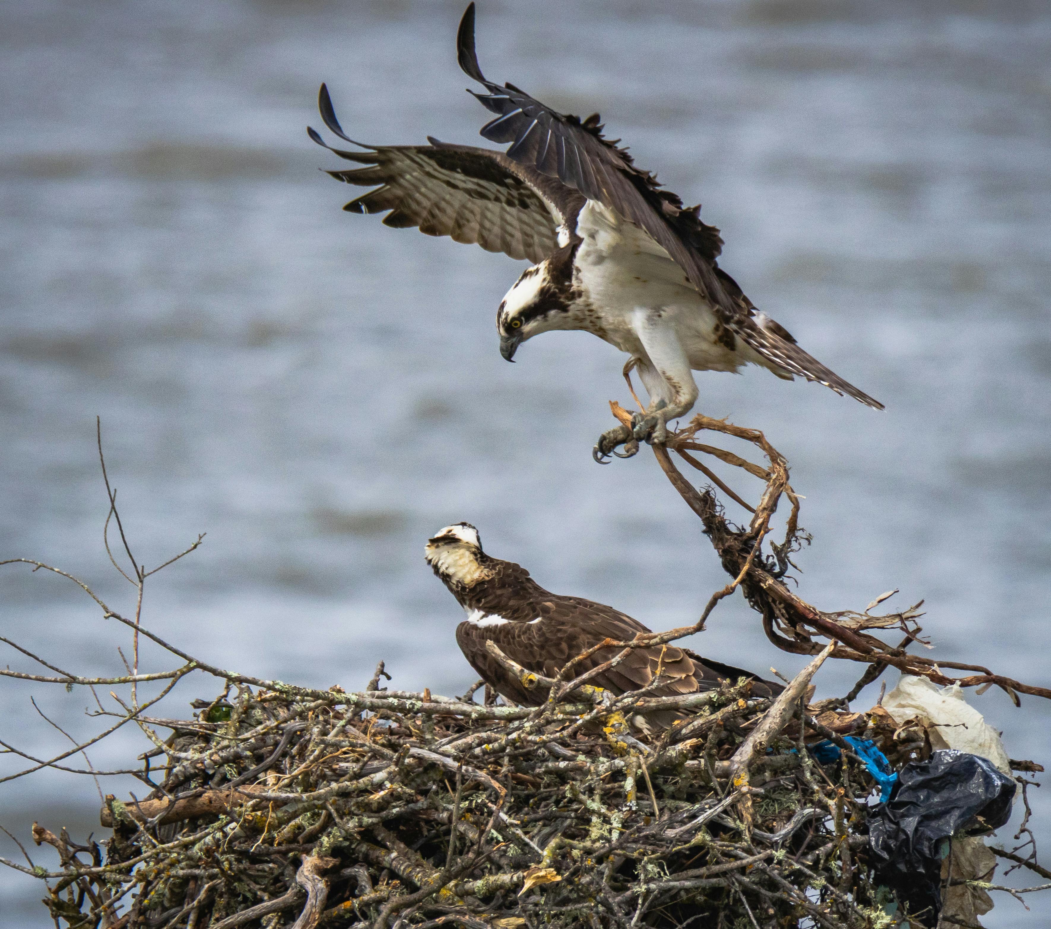 Two ospreys interacting at their nest by a lake, showcasing wildlife behavior.