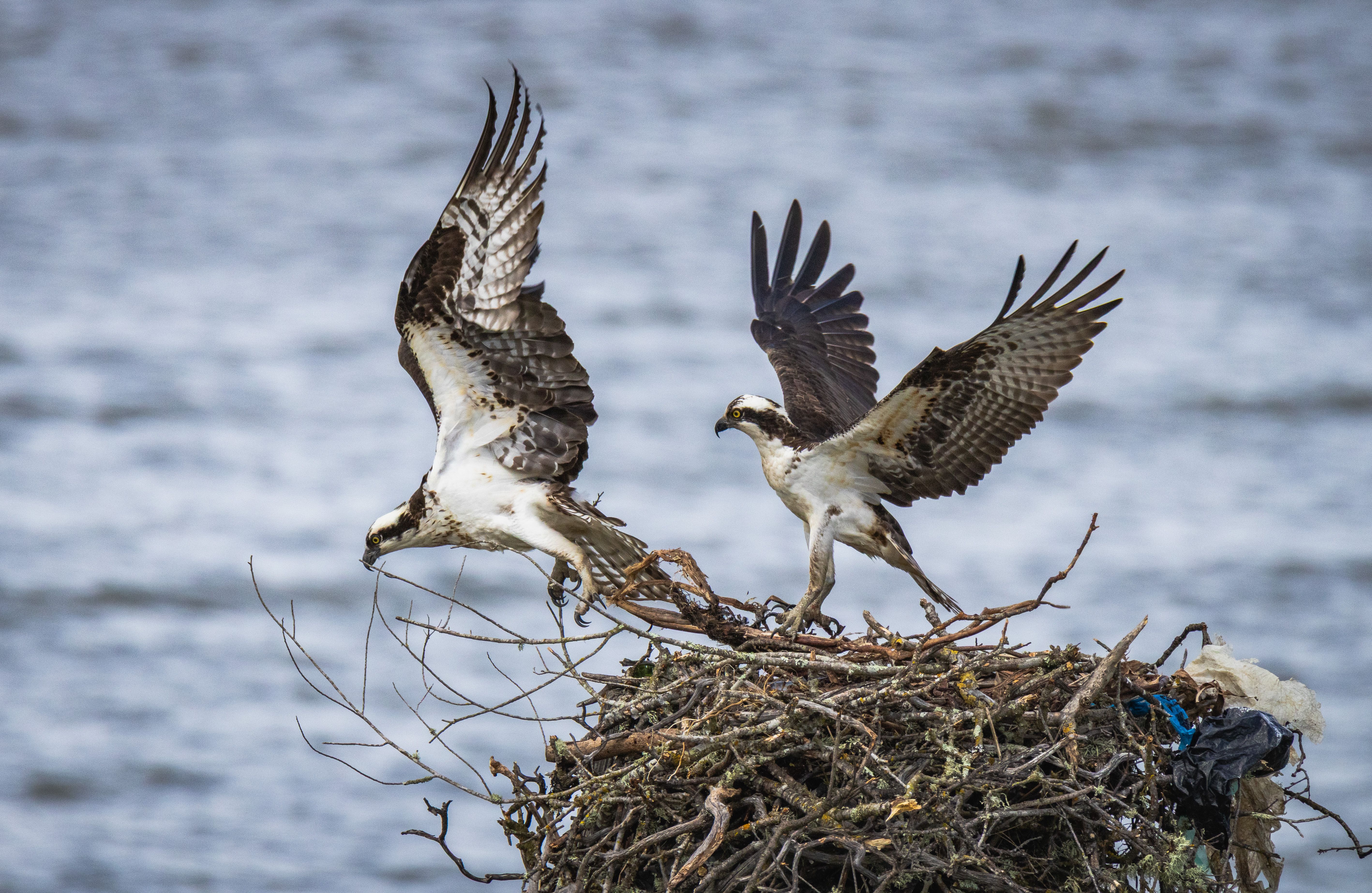 Ospreys hatch at nature reserve for first time