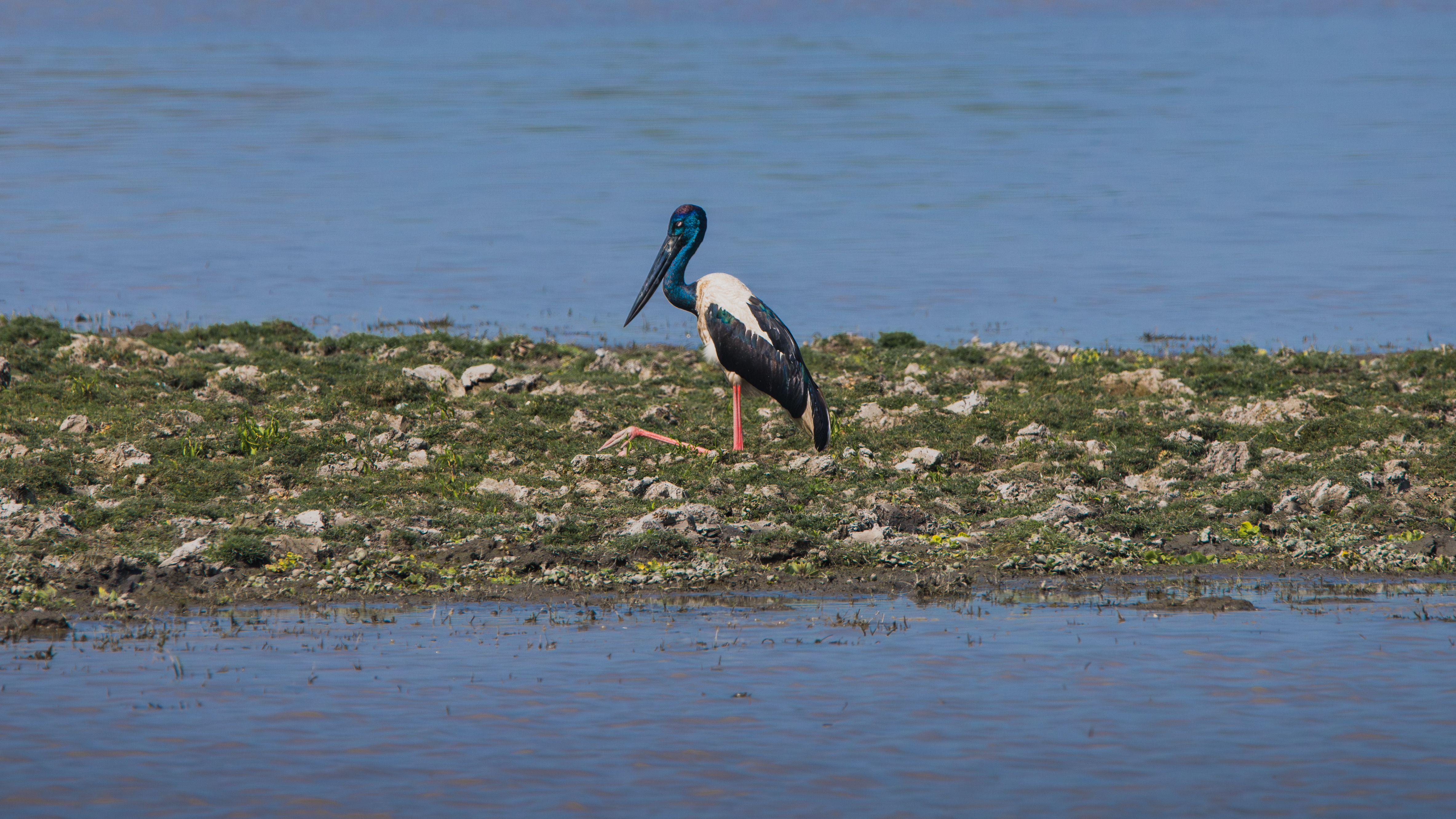 A black-necked stork observed on a natural rocky shore near water.