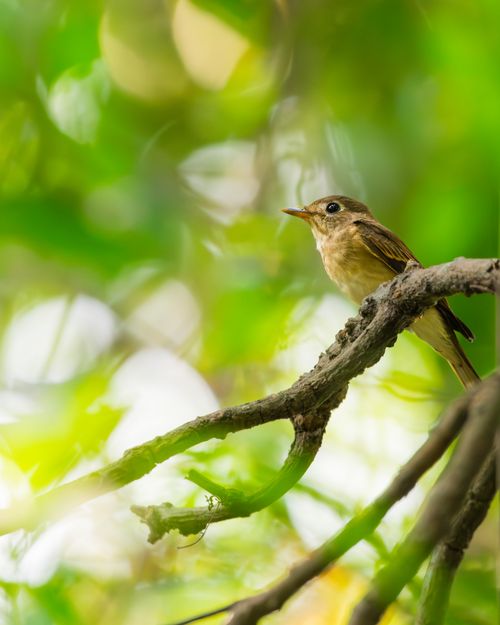 Free A small bird perches on a branch surrounded by vivid green foliage. Stock Photo