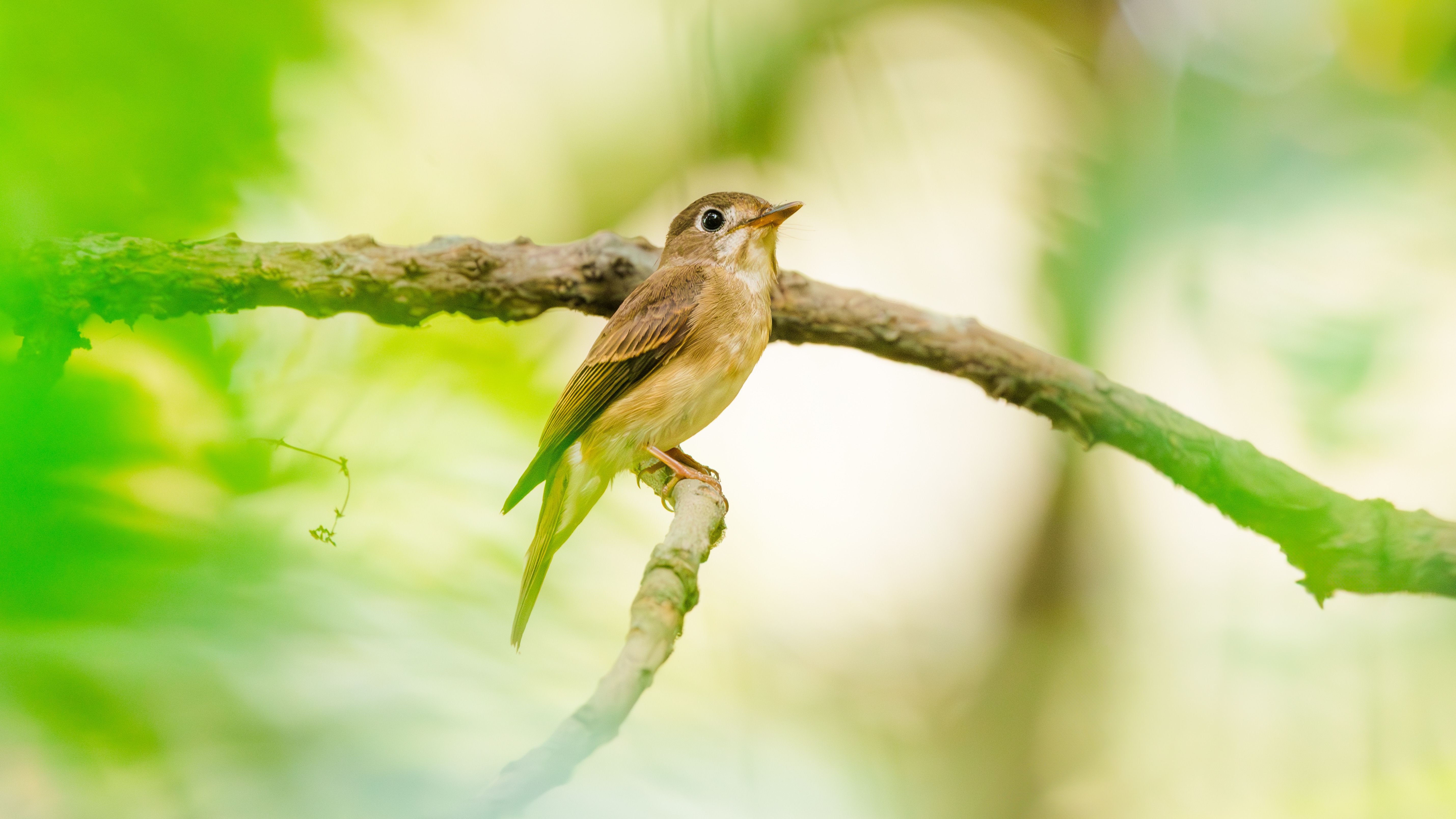Songbird Spawning Photos, Download The BEST Free Songbird Spawning ...
