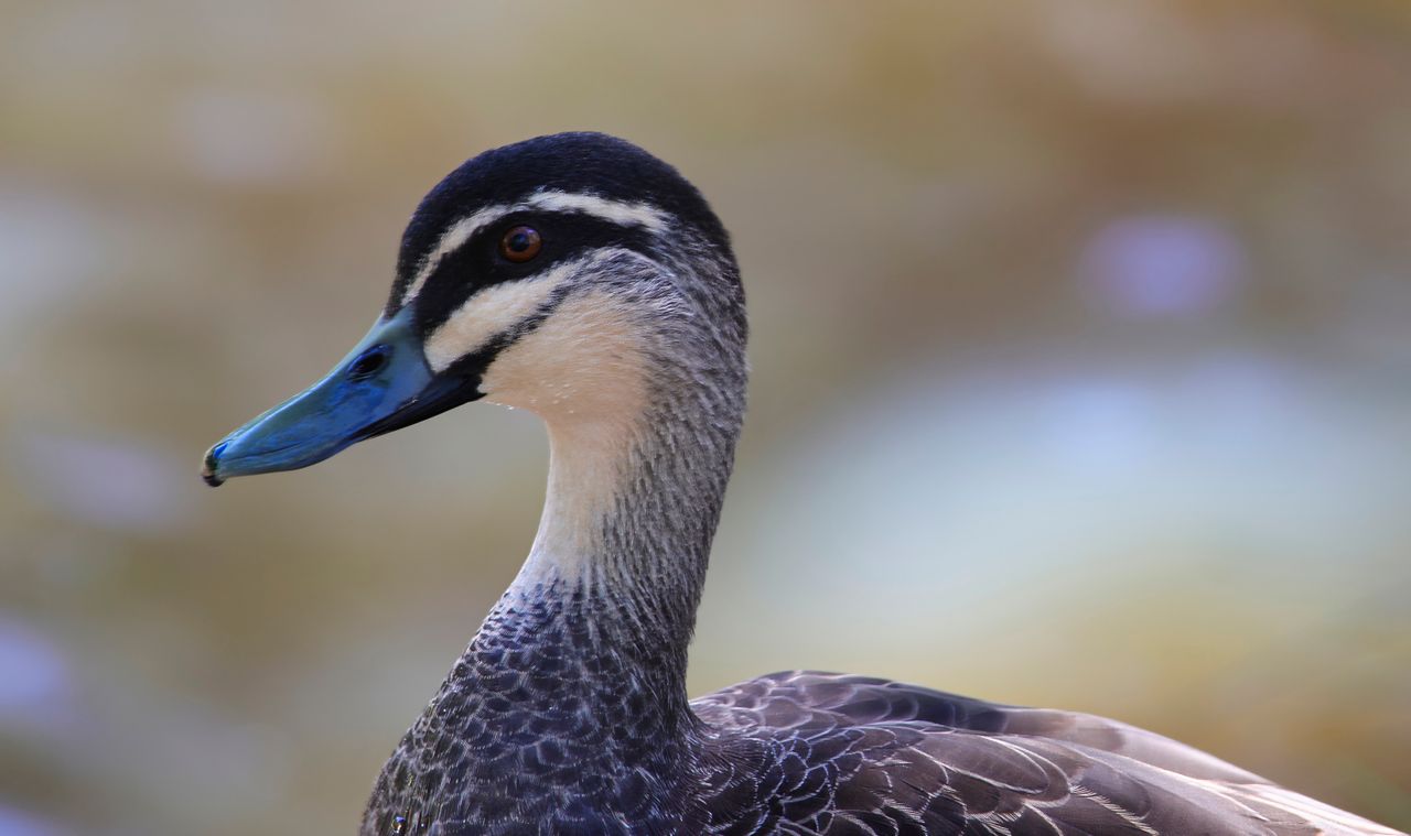 detailed portrait of a pacific black duck with a blurred background sh
