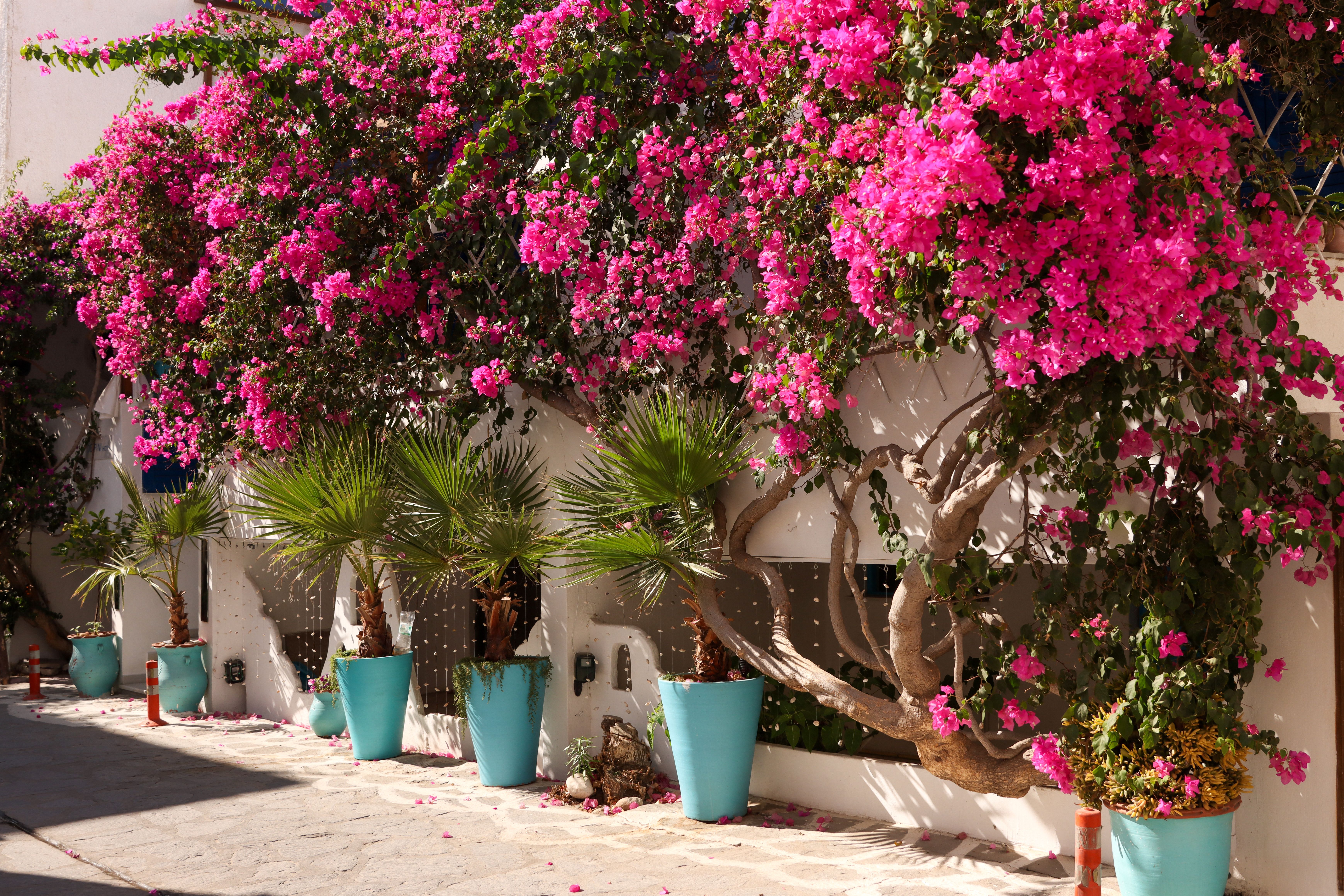 mediterranean plant