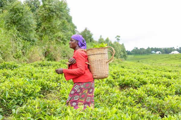 Rwanda Specialty Coffee & Tea Supplier: How to Import from Rwanda