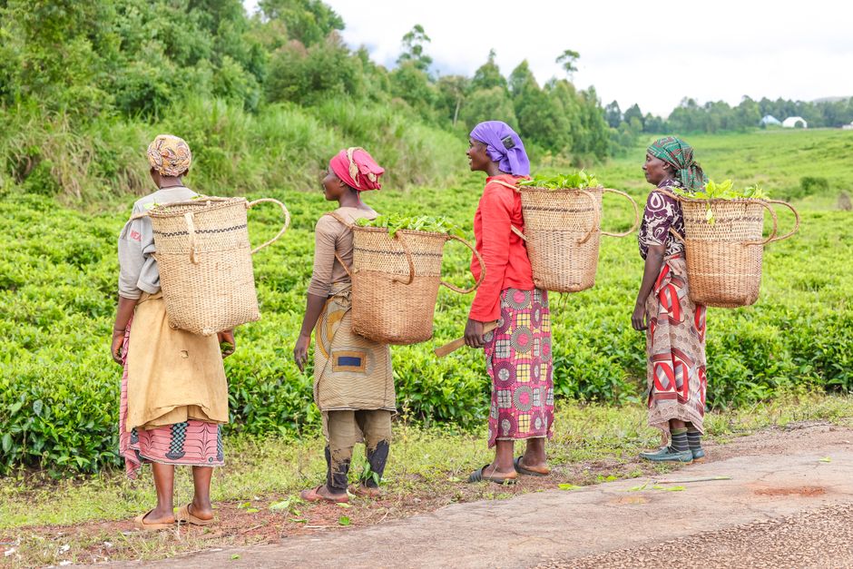 Women harvesting tea leaves in Taraba, Nigeria, with traditional baskets. Rural agriculture and community life.