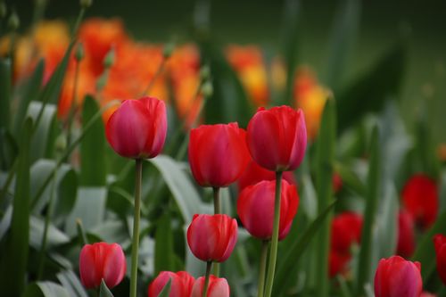 Free Vibrant red and orange tulips blooming in a lush green garden during springtime. Stock Photo