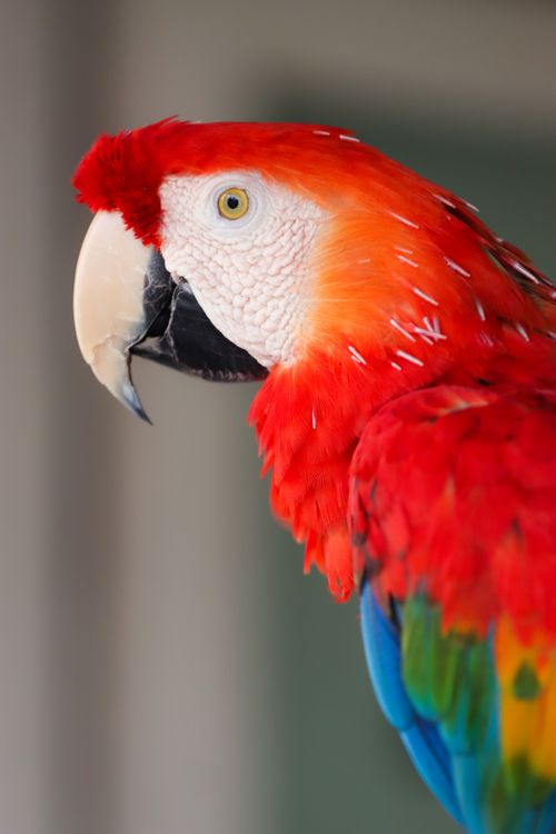 Free Close-up of a colorful Scarlet Macaw with vibrant plumage, captured in Naxos, Greece. Stock Photo
