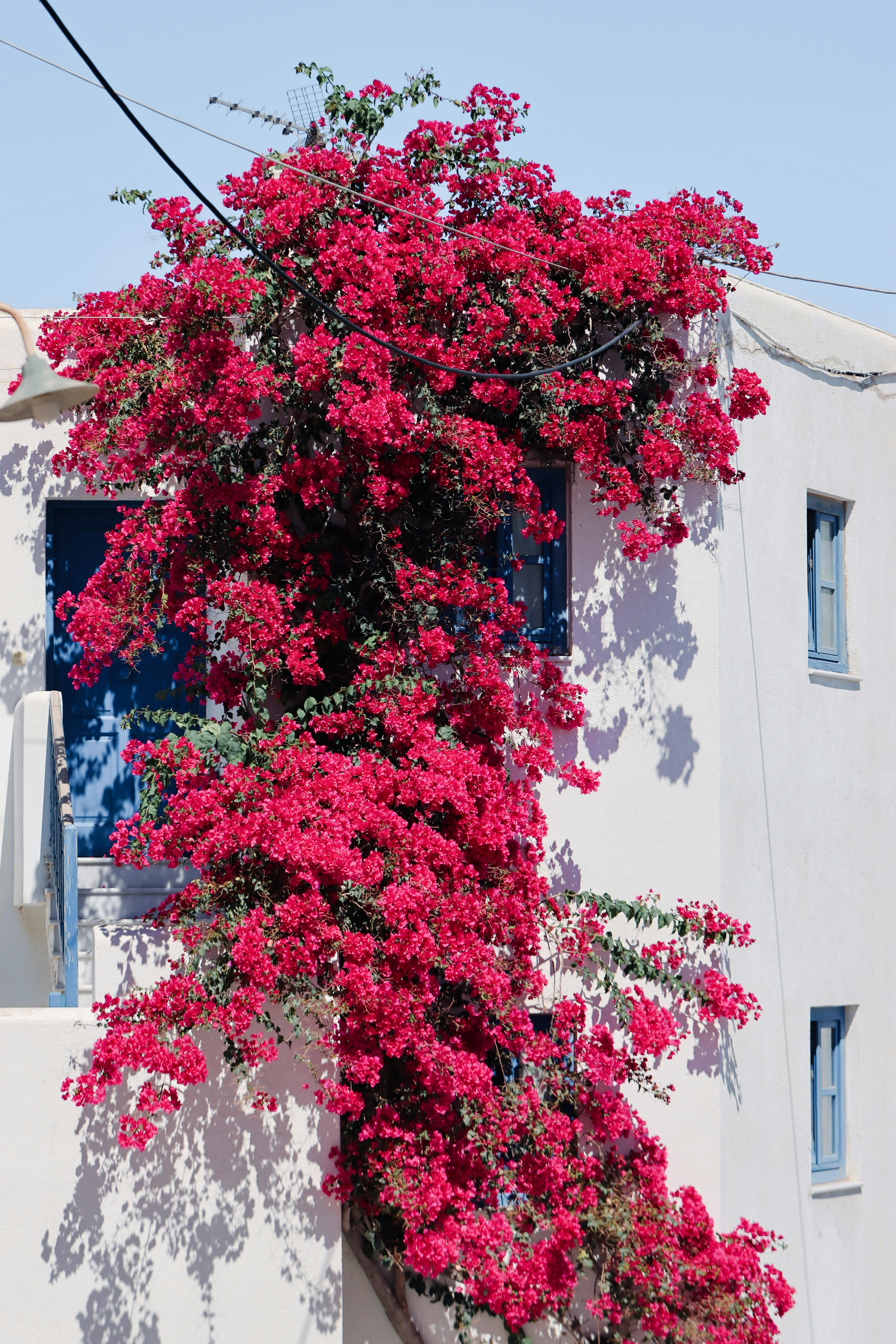 Bright bougainvillea climbing a traditional white building in Naxos, Greece.