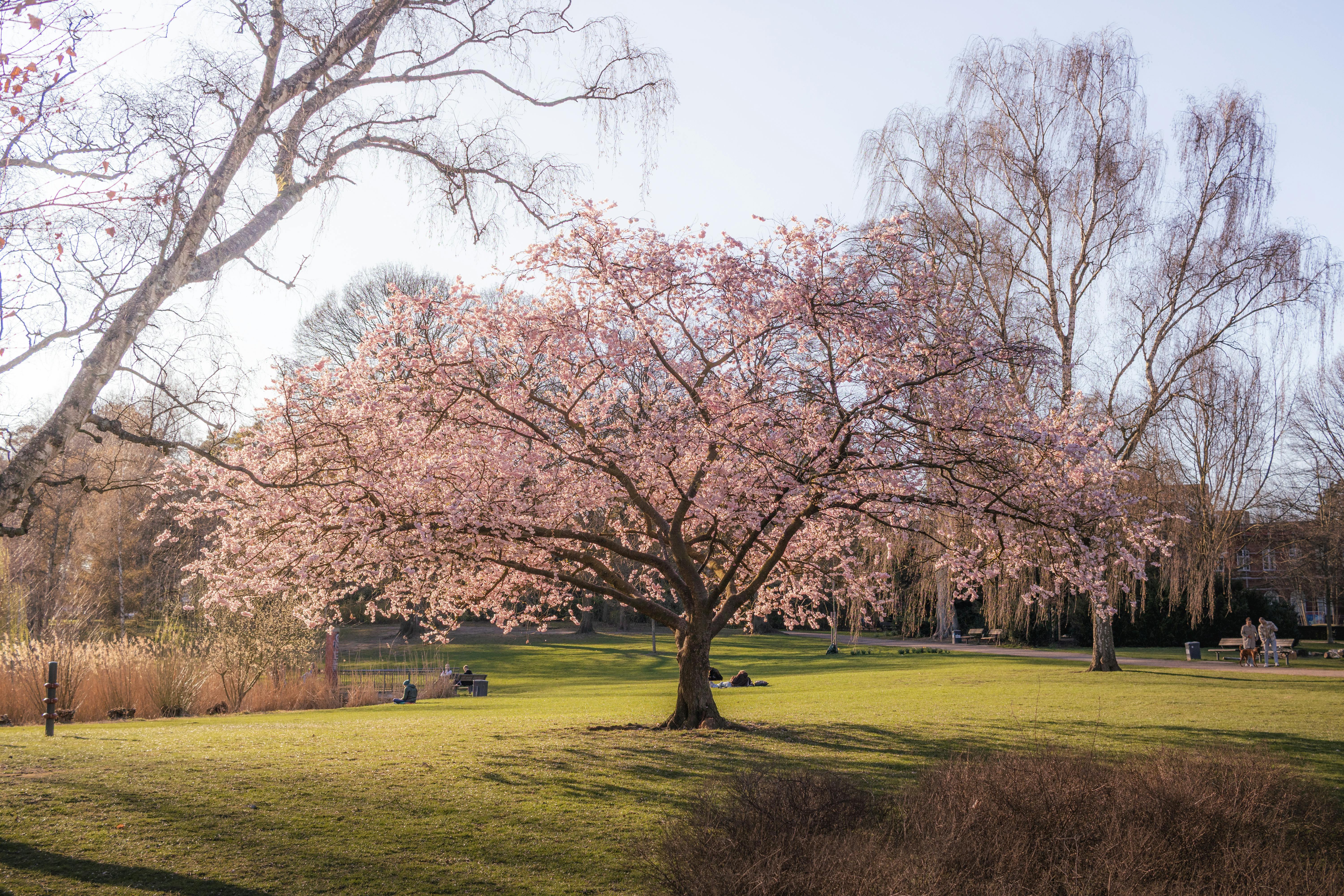 따뜻한 봄날의 도심 공원 풍경