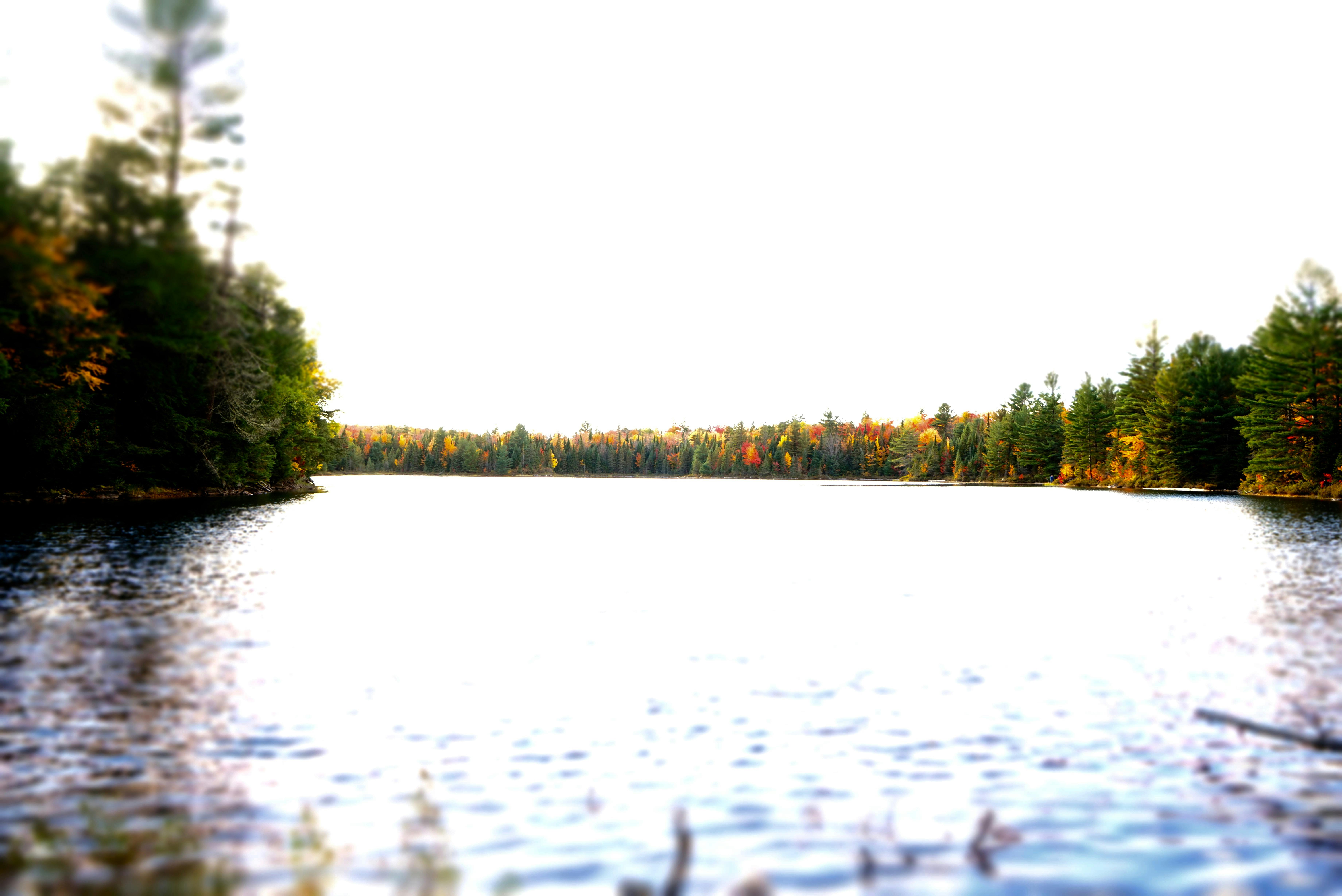 Free stock photo of Algonquin park