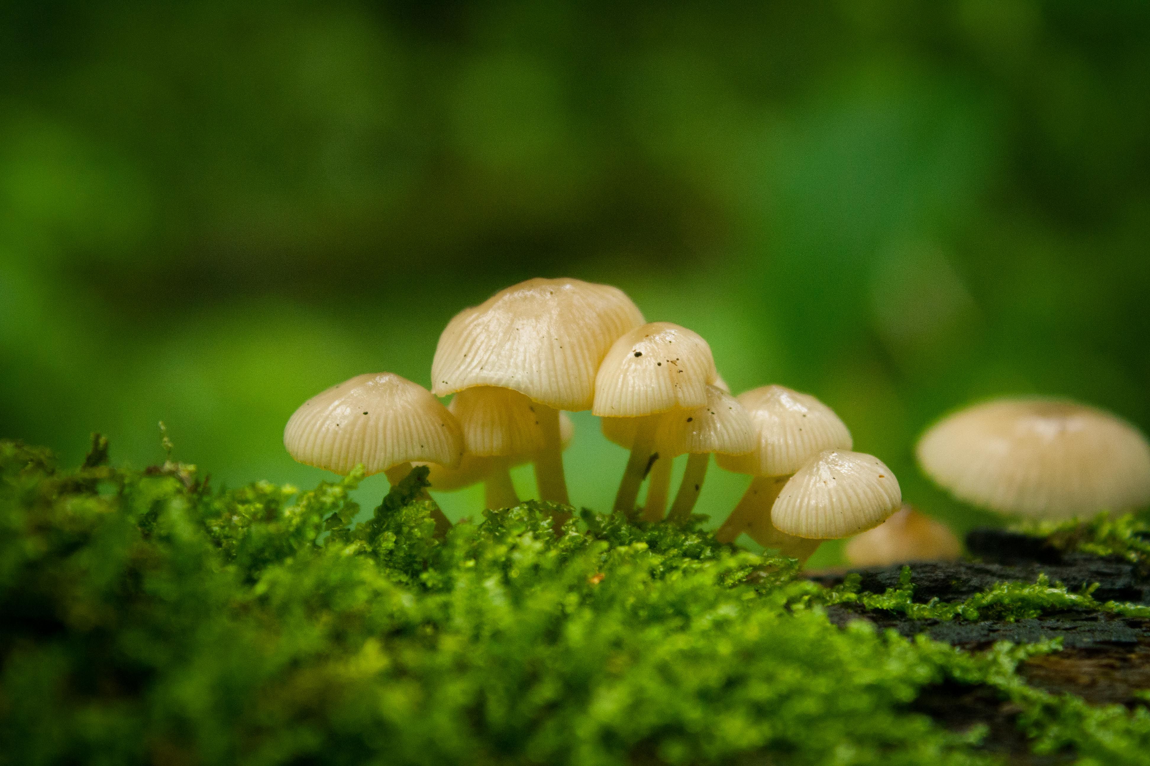 Mushrooms Growing on Mossy Forest Floor in Nepal · Free Stock Photo