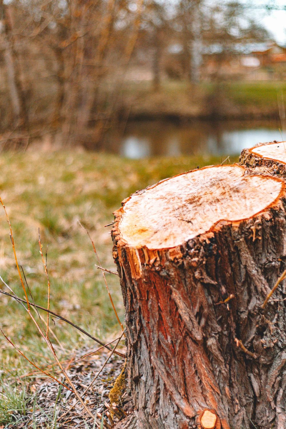 Tree Stump Rivers Tree Stump by a Peaceful Forest River ยท Free Stock Photo