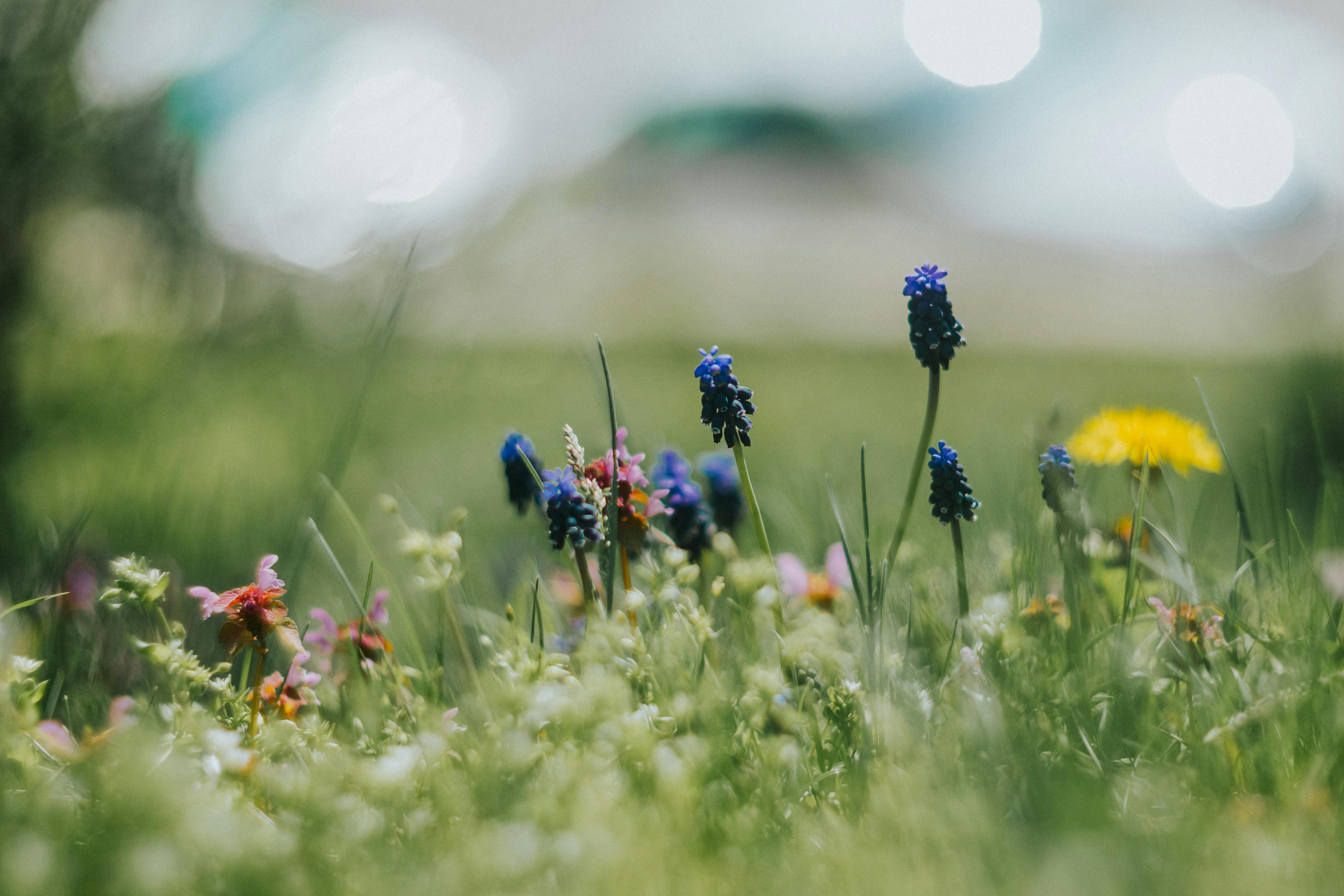 Vibrant Wildflowers in a Spring Meadow · Free Stock Photo